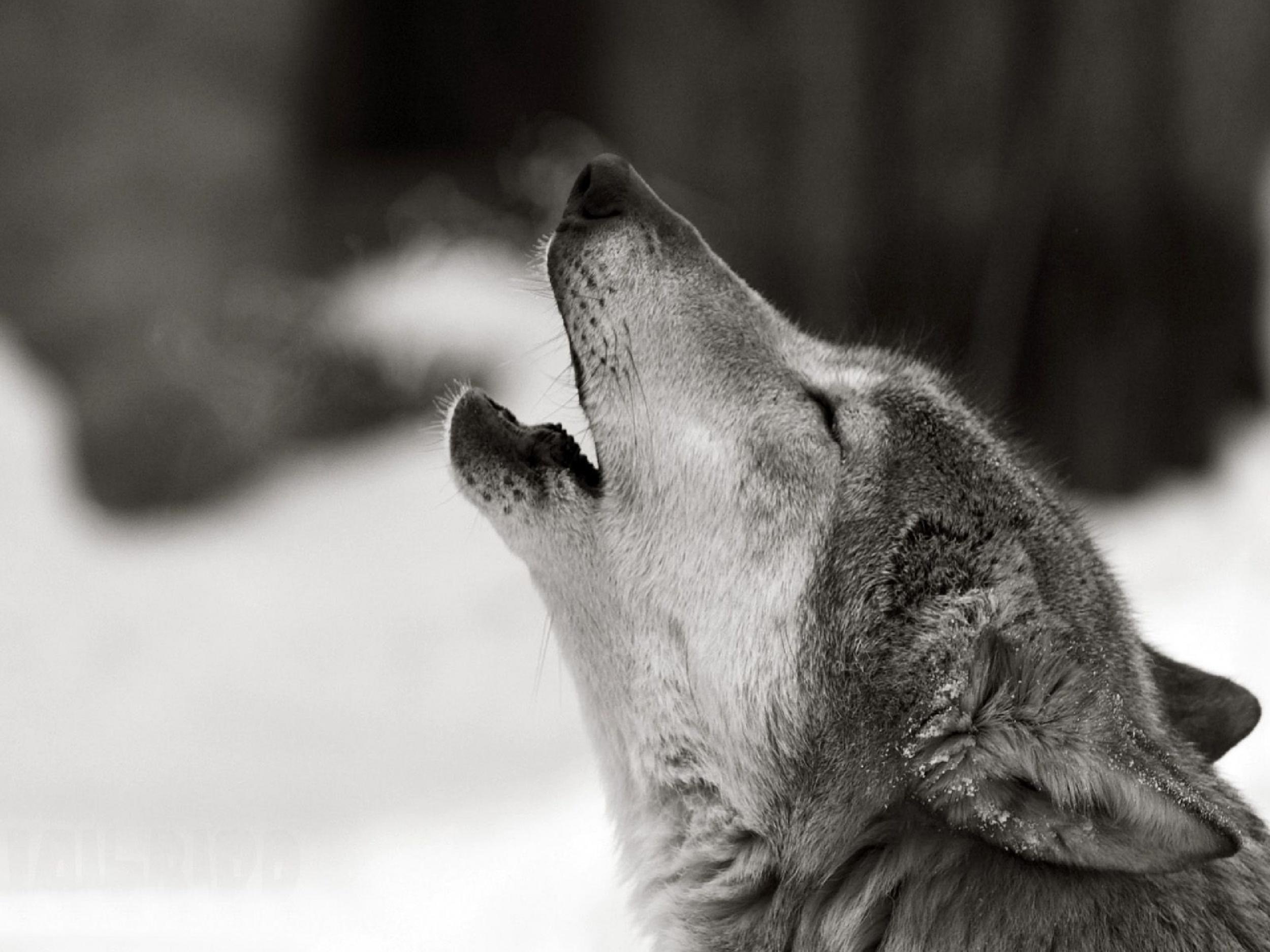 Howling Wolf, Wallpapers, 2500x1880 HD Desktop
