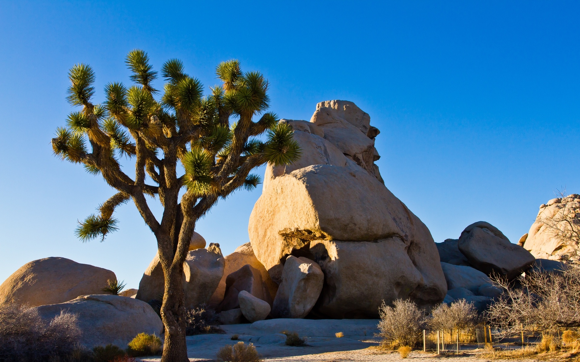 Joshua Tree National Park, Pristine nature, HD wallpaper, Tranquil background, 1920x1200 HD Desktop