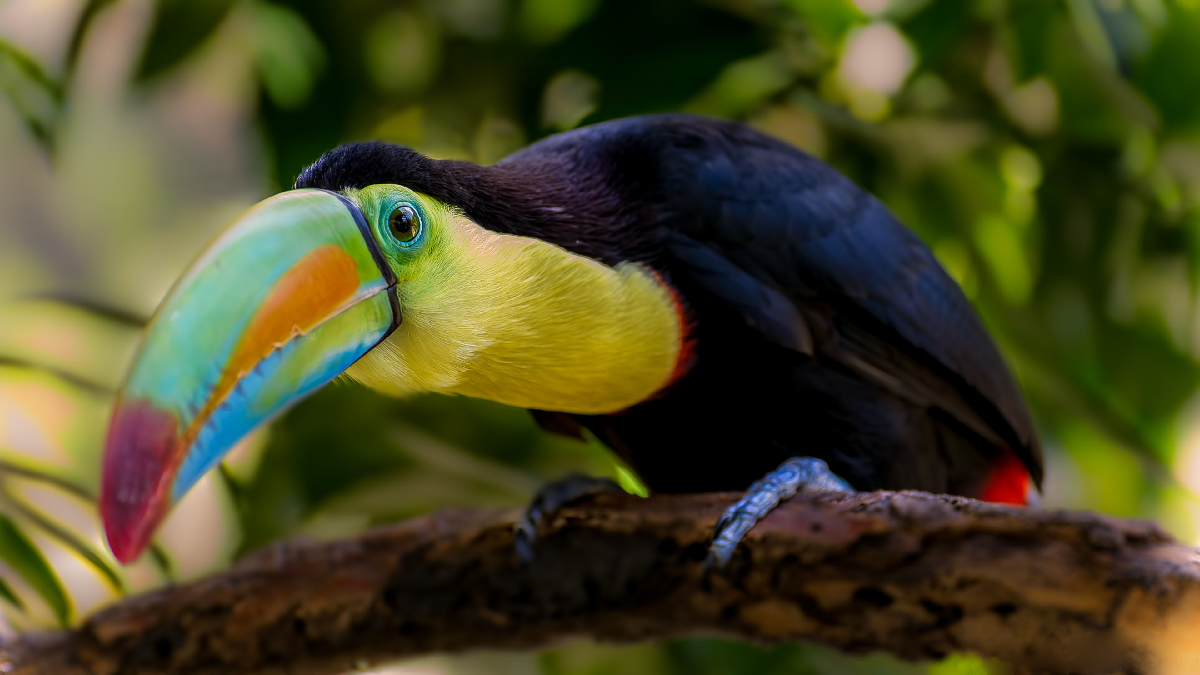 Toucan, 65 unique wallpapers, Colorful plumage, Exquisite bird, 3840x2160 4K Desktop