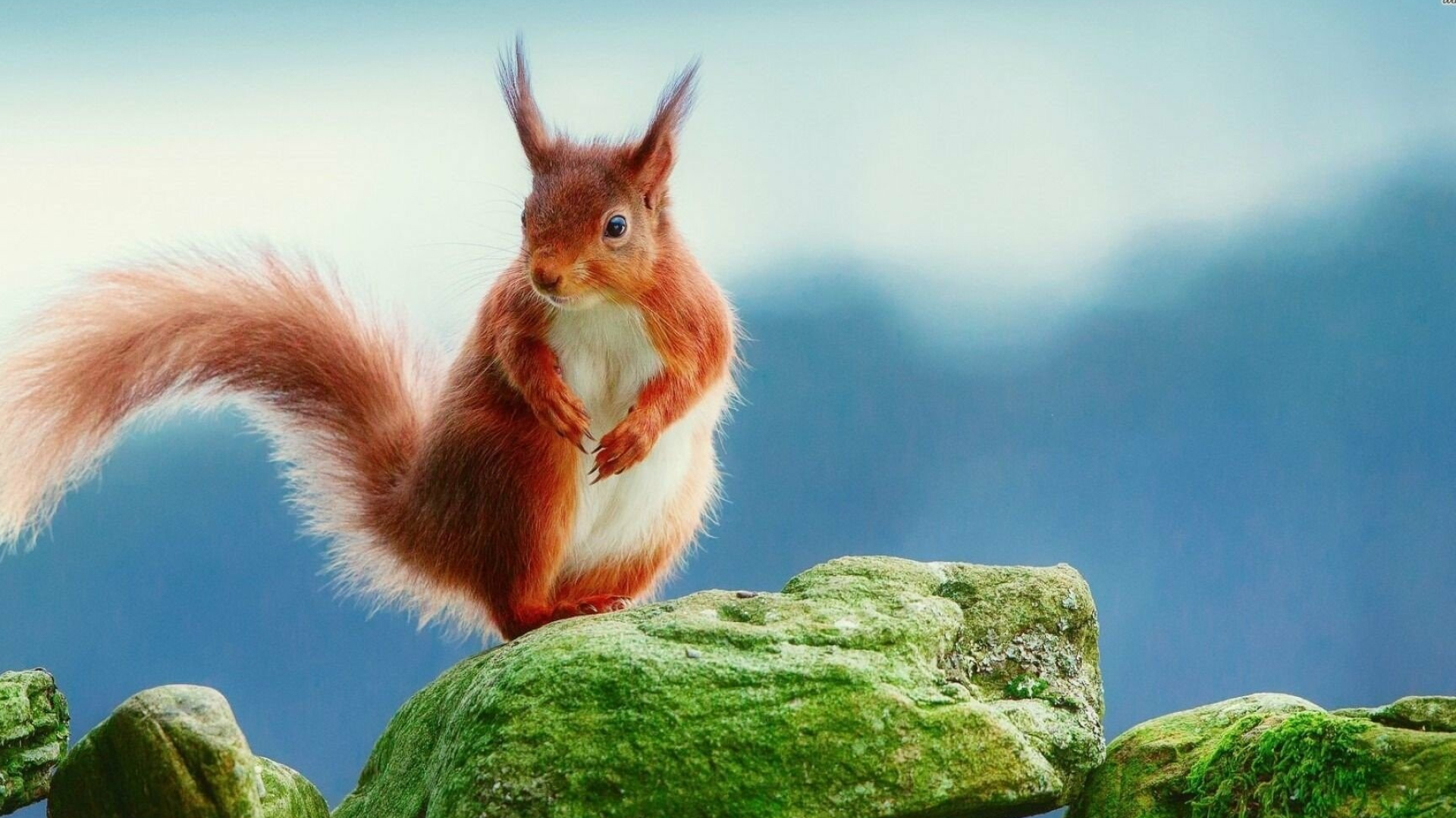 Squirrel wallpapers, Wallpics, Artistic, Creative, 1920x1080 Full HD Desktop