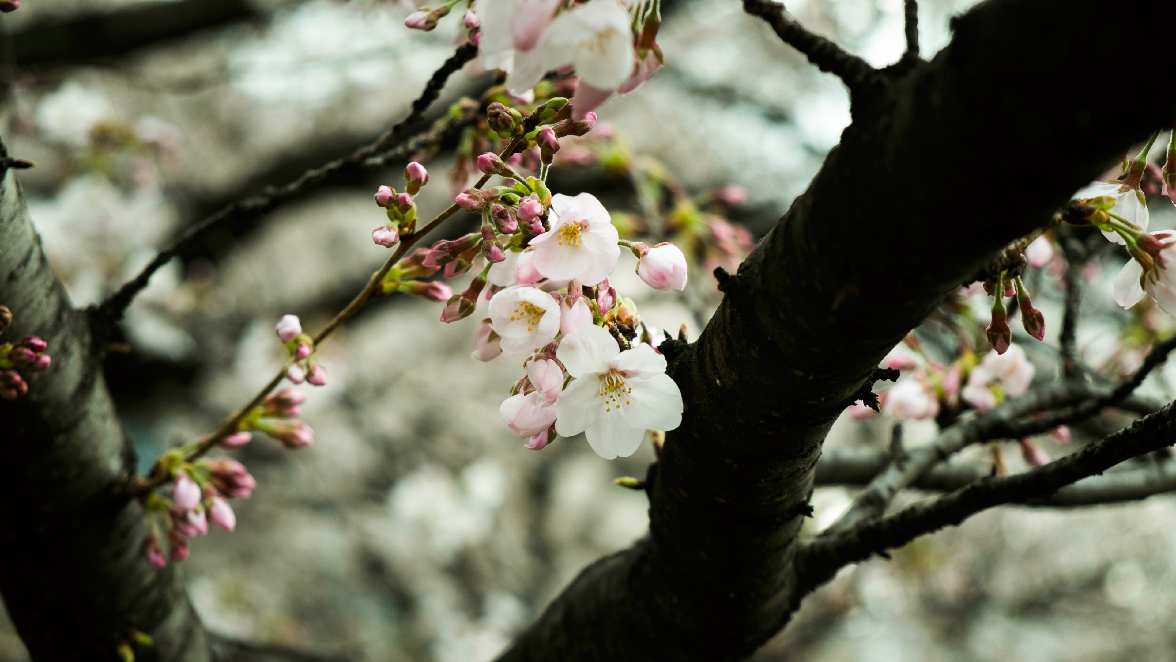 Blooming sakura blossoms, Pink cherry flower buds, Dark tree branches, 4K Desktop wallpaper