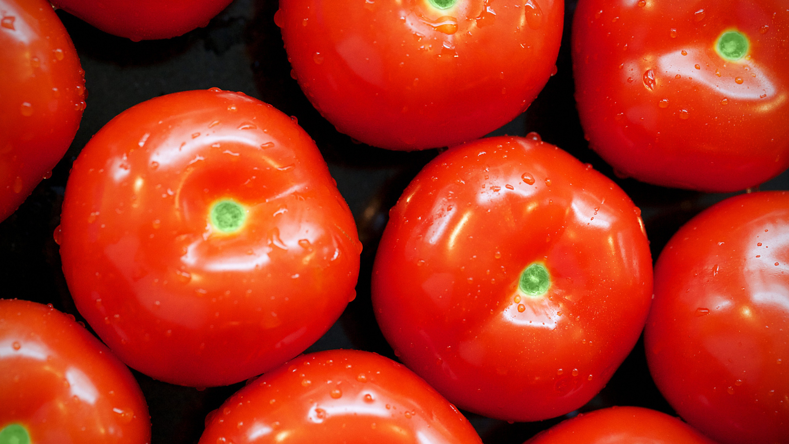 Tomato, HD Wallpaper, Background, Image, 2560x1440 HD Desktop