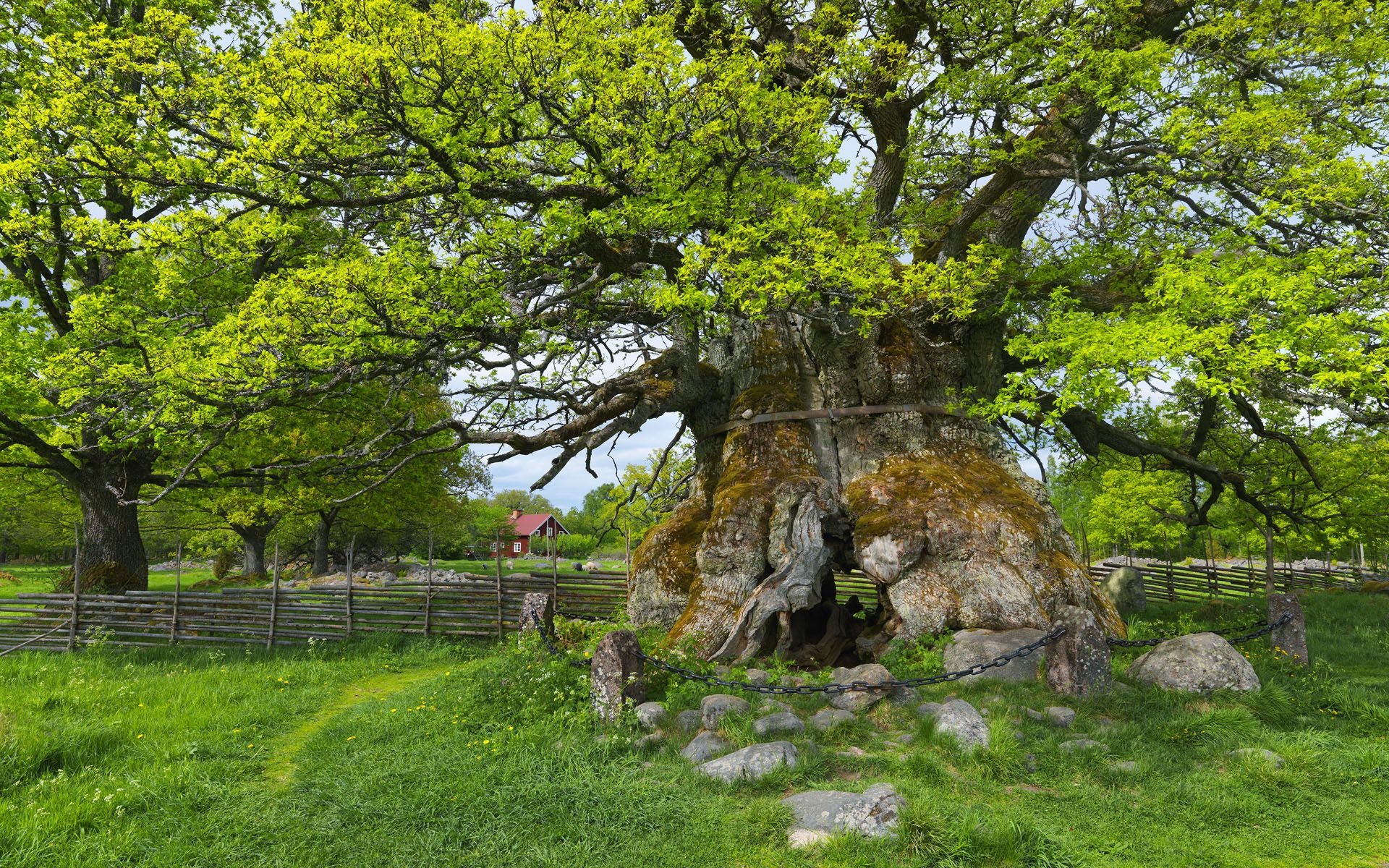 Swedish spring, Nature's bloom, Vibrant colors, Oland scenery, 1920x1200 HD Desktop