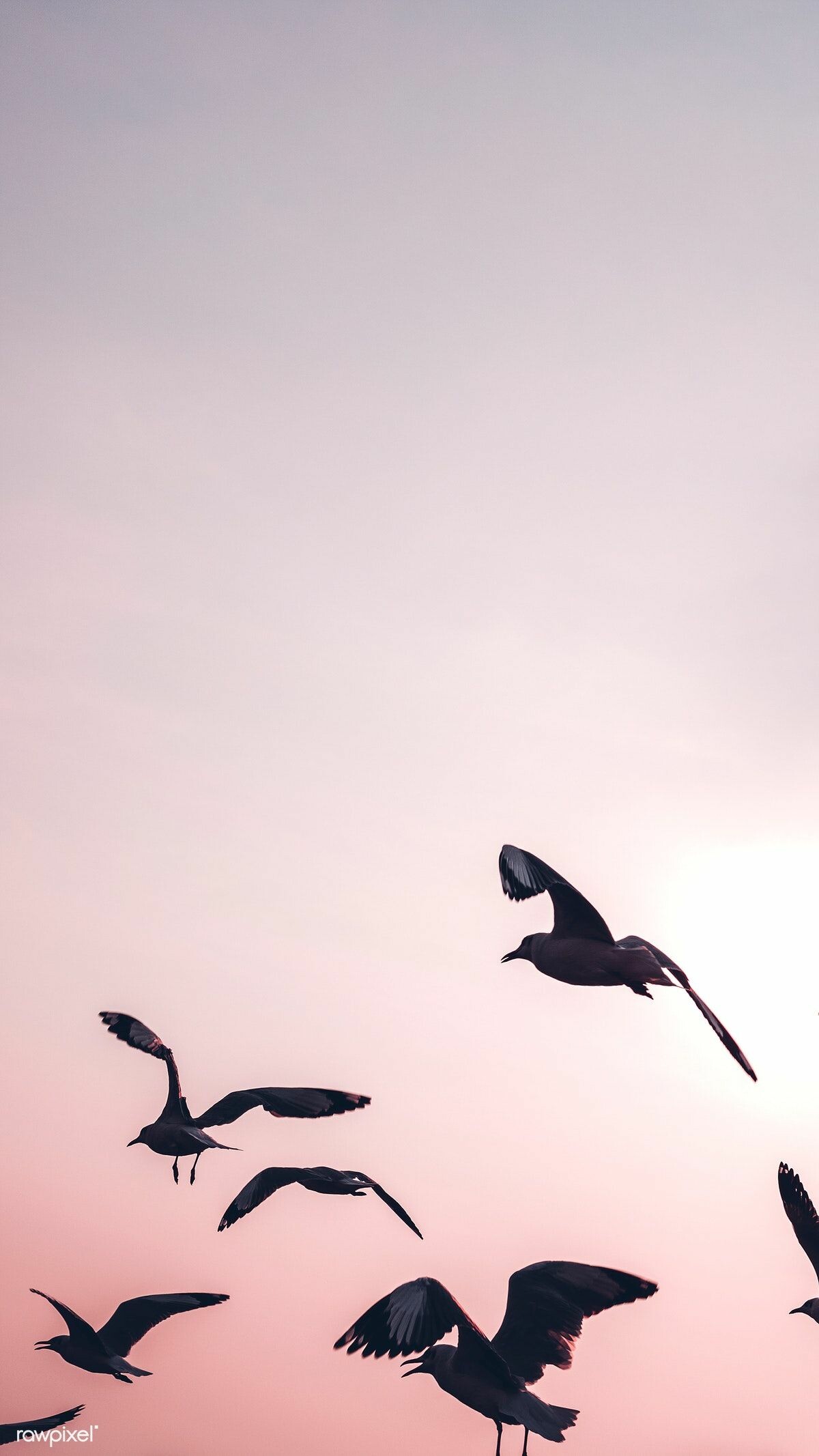 Seagull, Birds Wallpaper, 1200x2140 HD Phone