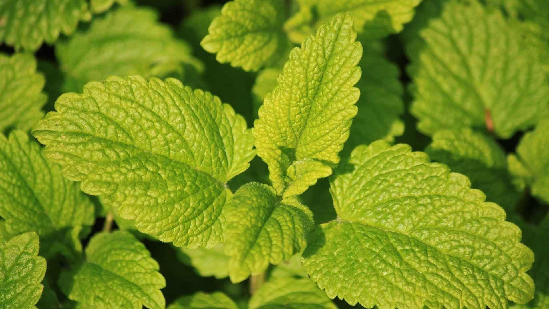 Lemon Balm, Essential herb collection, Home gardening, Basic must-haves, 1920x1080 Full HD Desktop