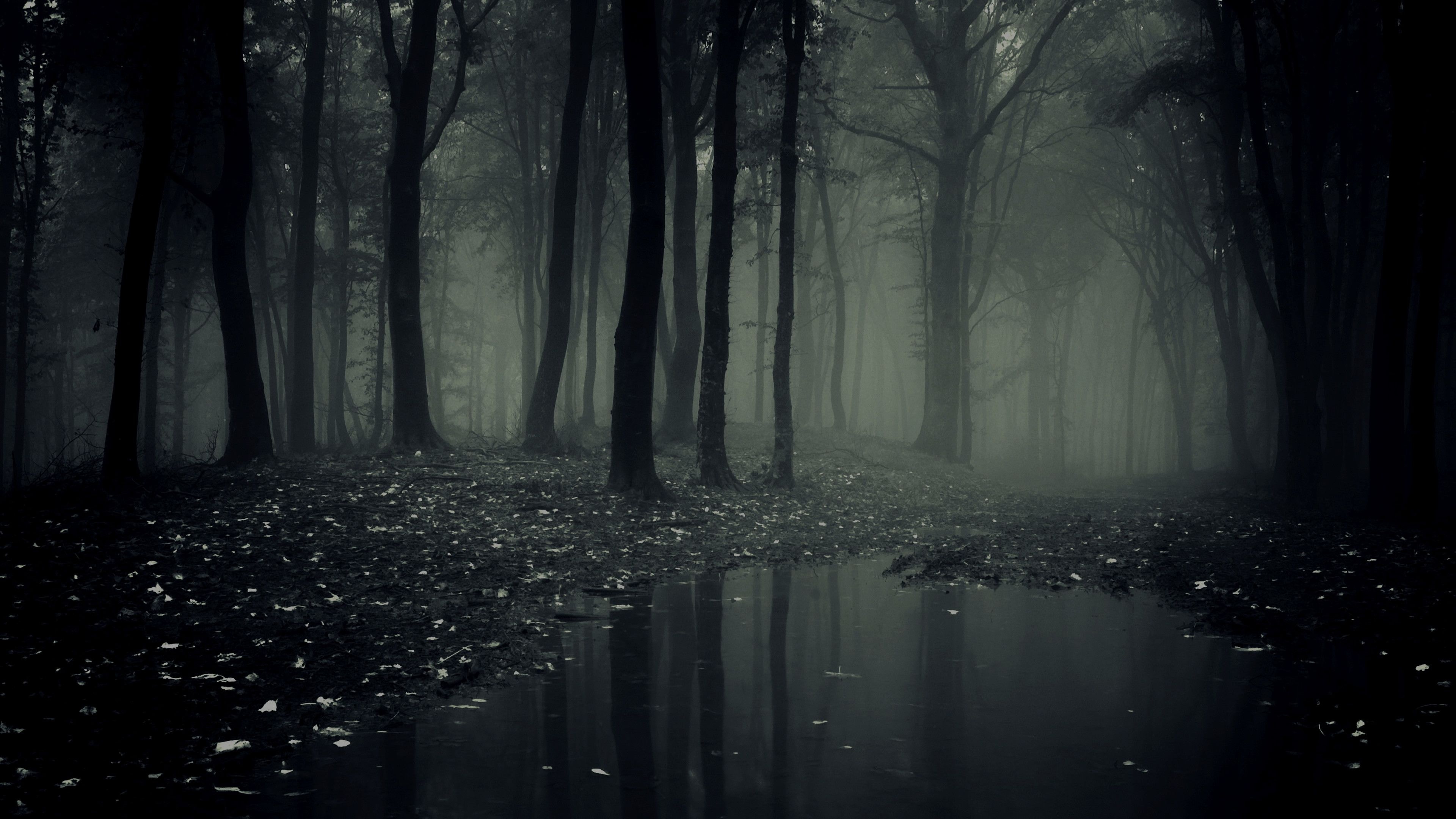 dark reflective puddle, leaf-strewn forest floor, dense misty woodland, 4K Desktop wallpaper