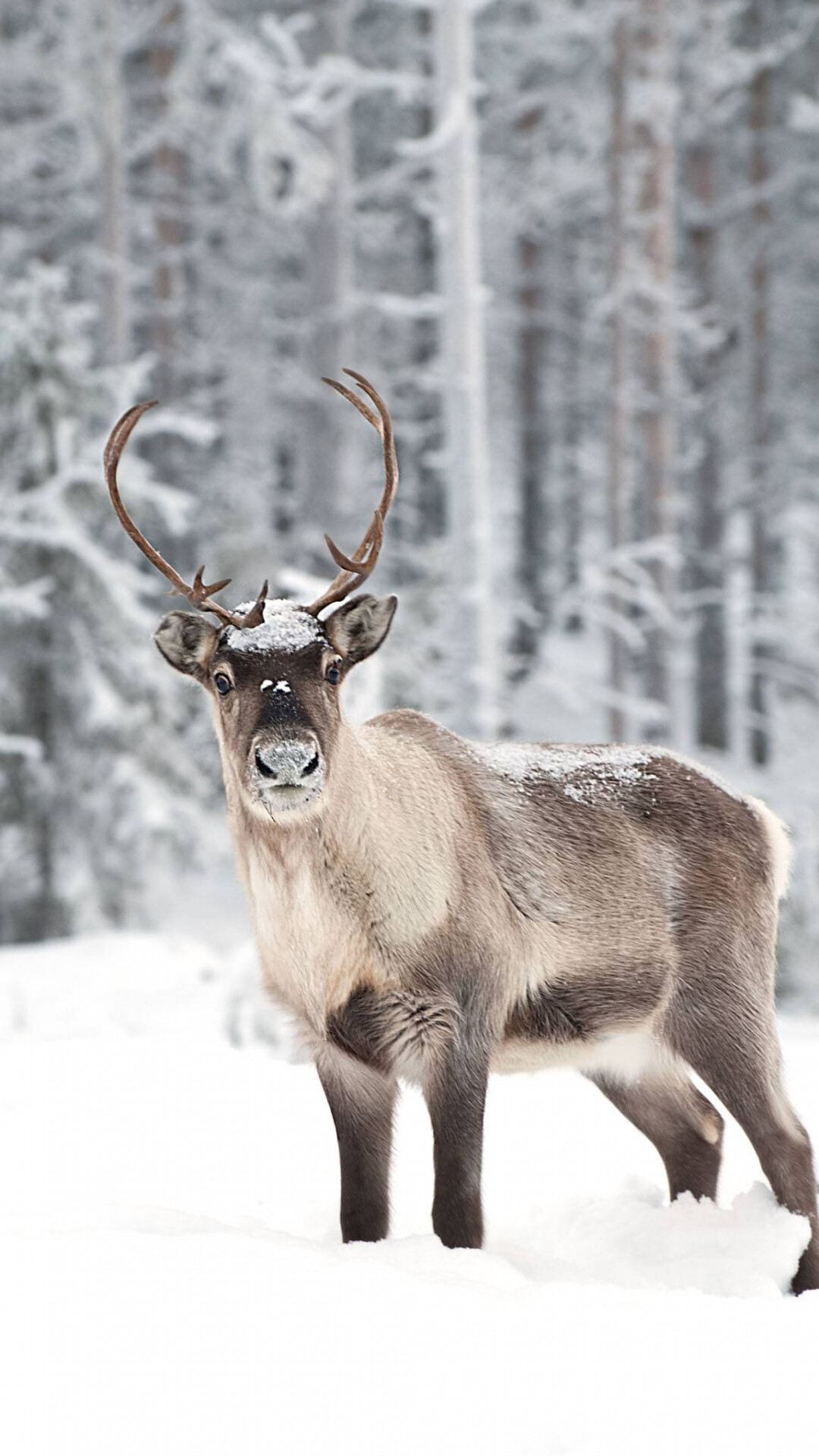 Christmas reindeer wallpaper, Festive cheer, Holiday spirit, Joyful enchantment, 1080x1920 Full HD Phone