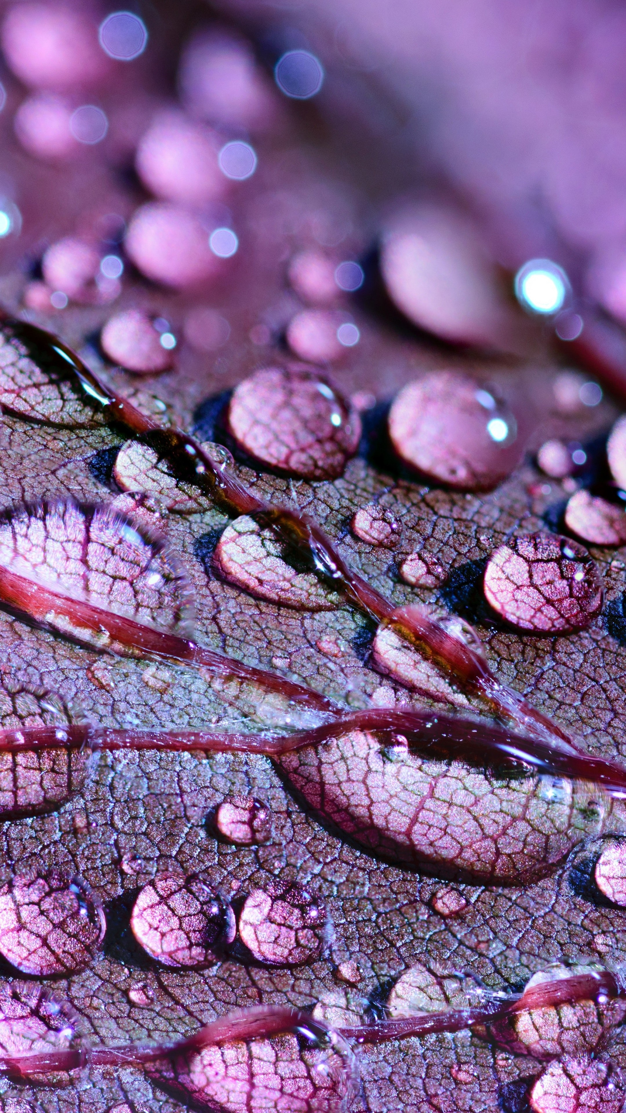 Water drops, Nature's beauty, Macro photography, Close-up view, 2160x3840 4K Phone