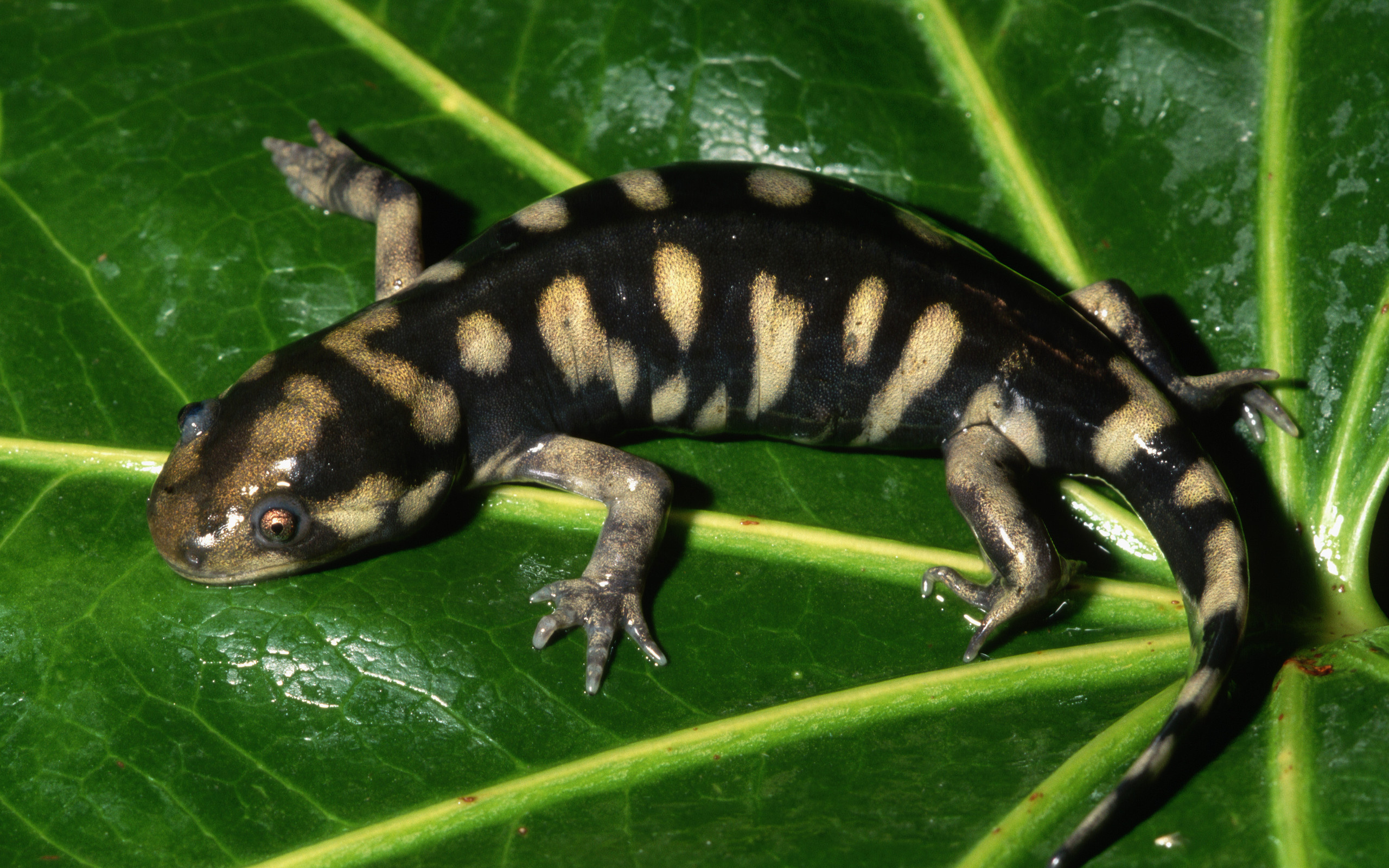 Tiger salamander, Salamander Wallpaper, 2560x1600 HD Desktop