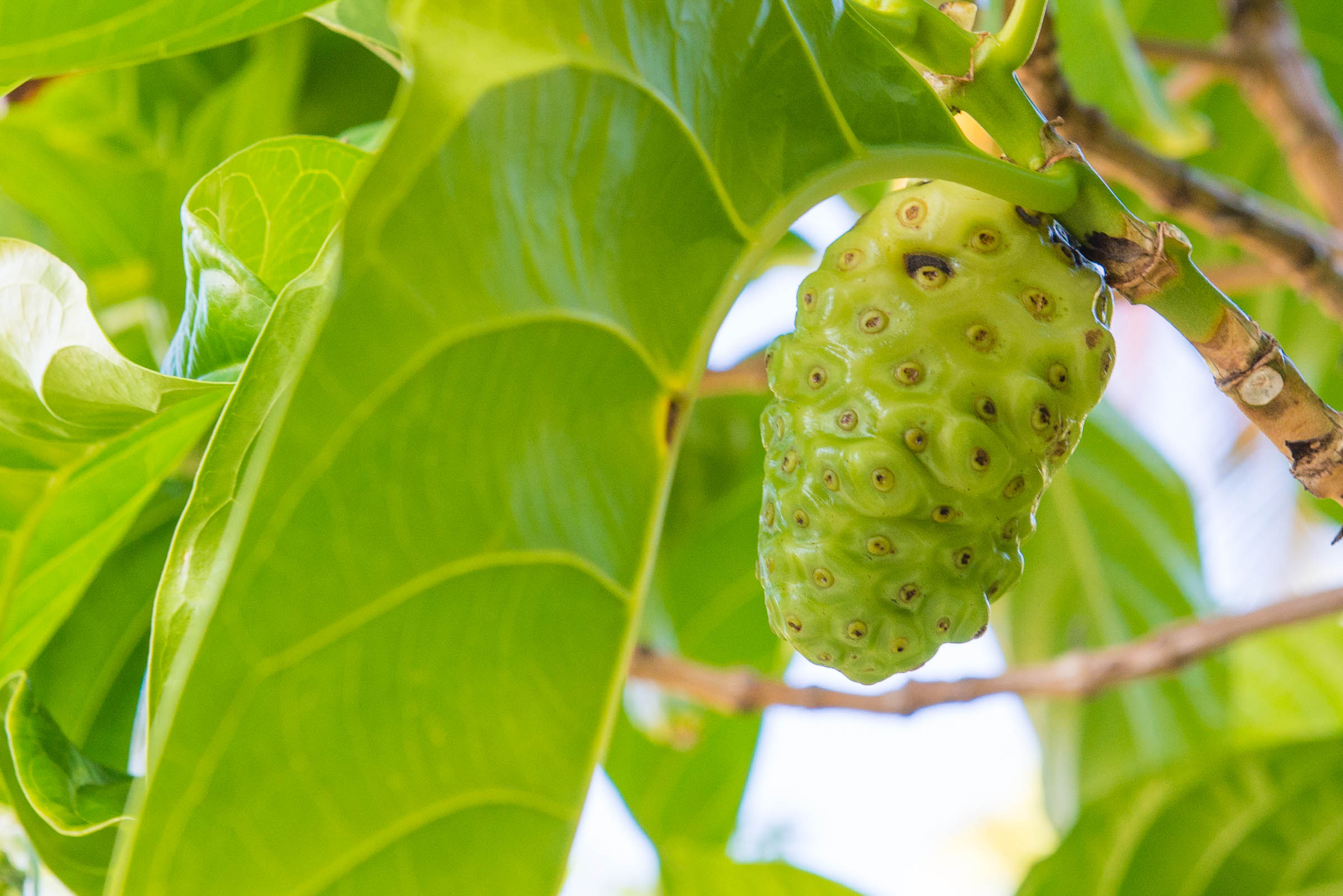 Noni Fruit, Unique remedy, Beneficial properties, Photo of the day, 2400x1610 HD Desktop