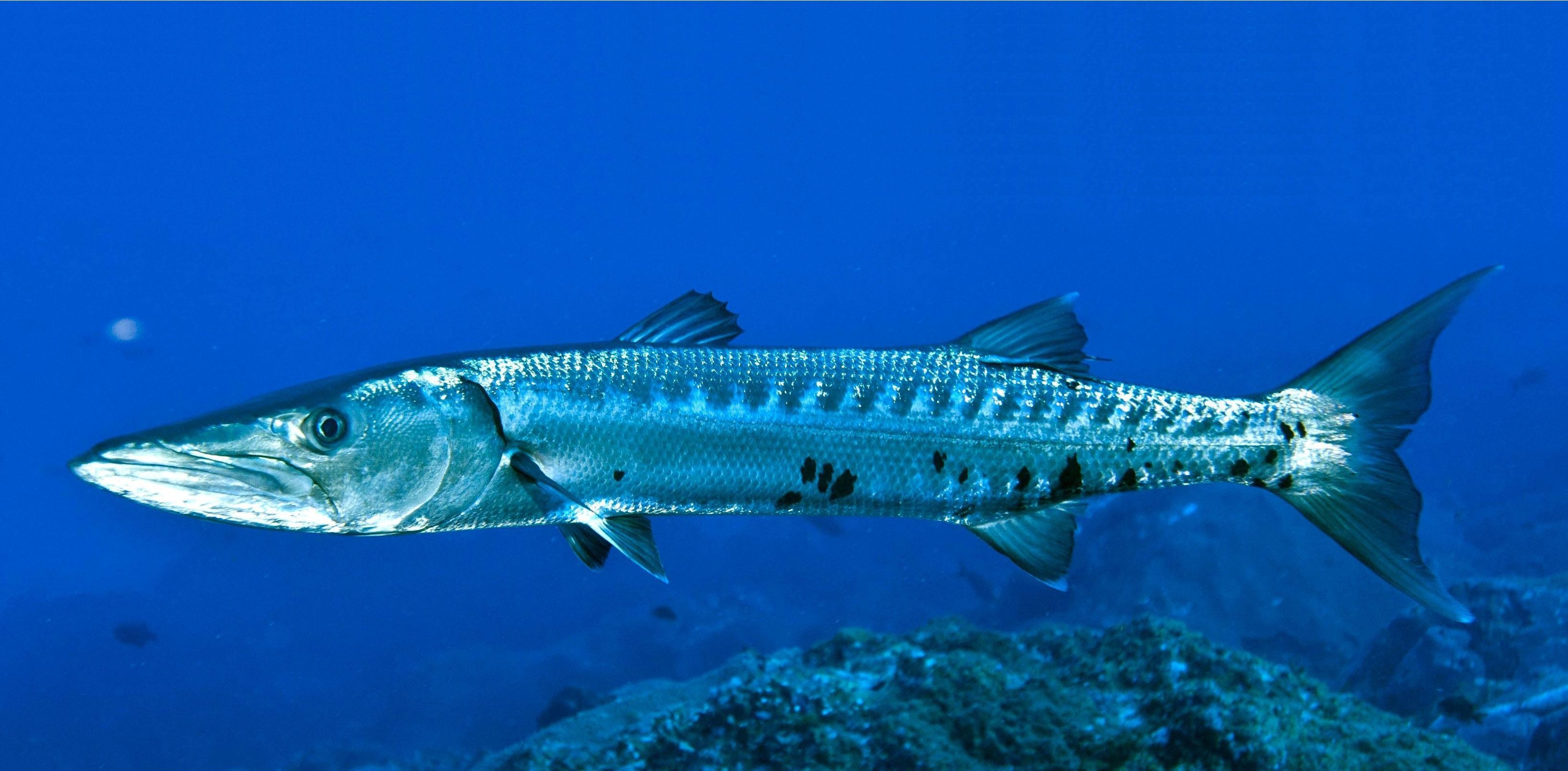 Barracuda wallpaper, High-definition, Digital art, Nature theme, 3270x1610 Dual Screen Desktop