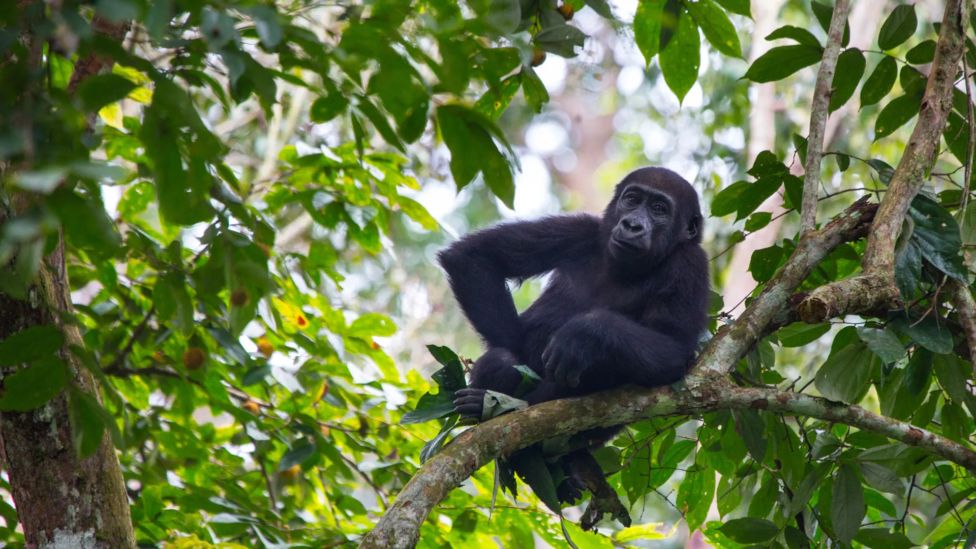 Virunga National Park, Gorilla safari, Mount Nyiragongo climbing, Congo, 1920x1080 Full HD Desktop