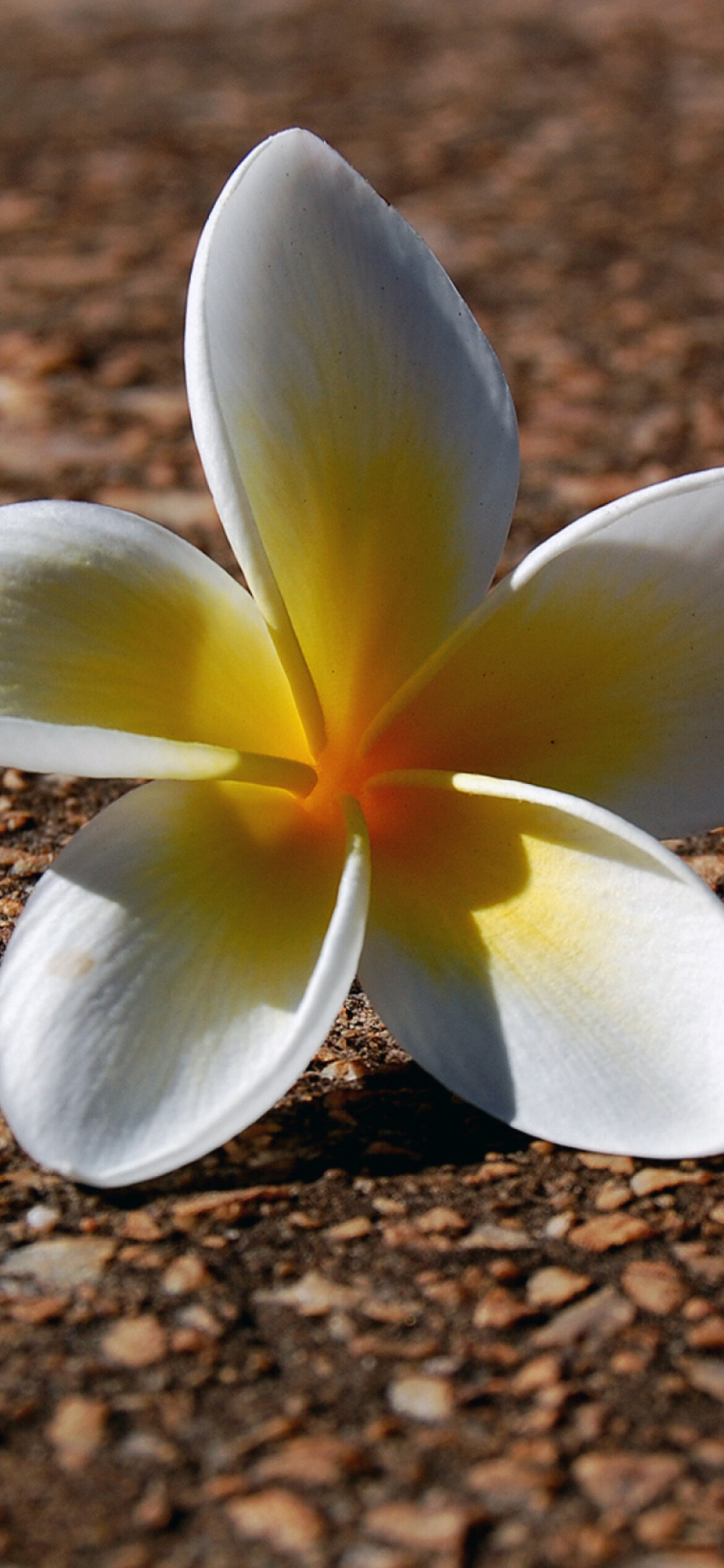 Fallen flower wallpaper, Graceful nature's touch, Serenity in petals, Beauty in decay, 1170x2540 HD Phone