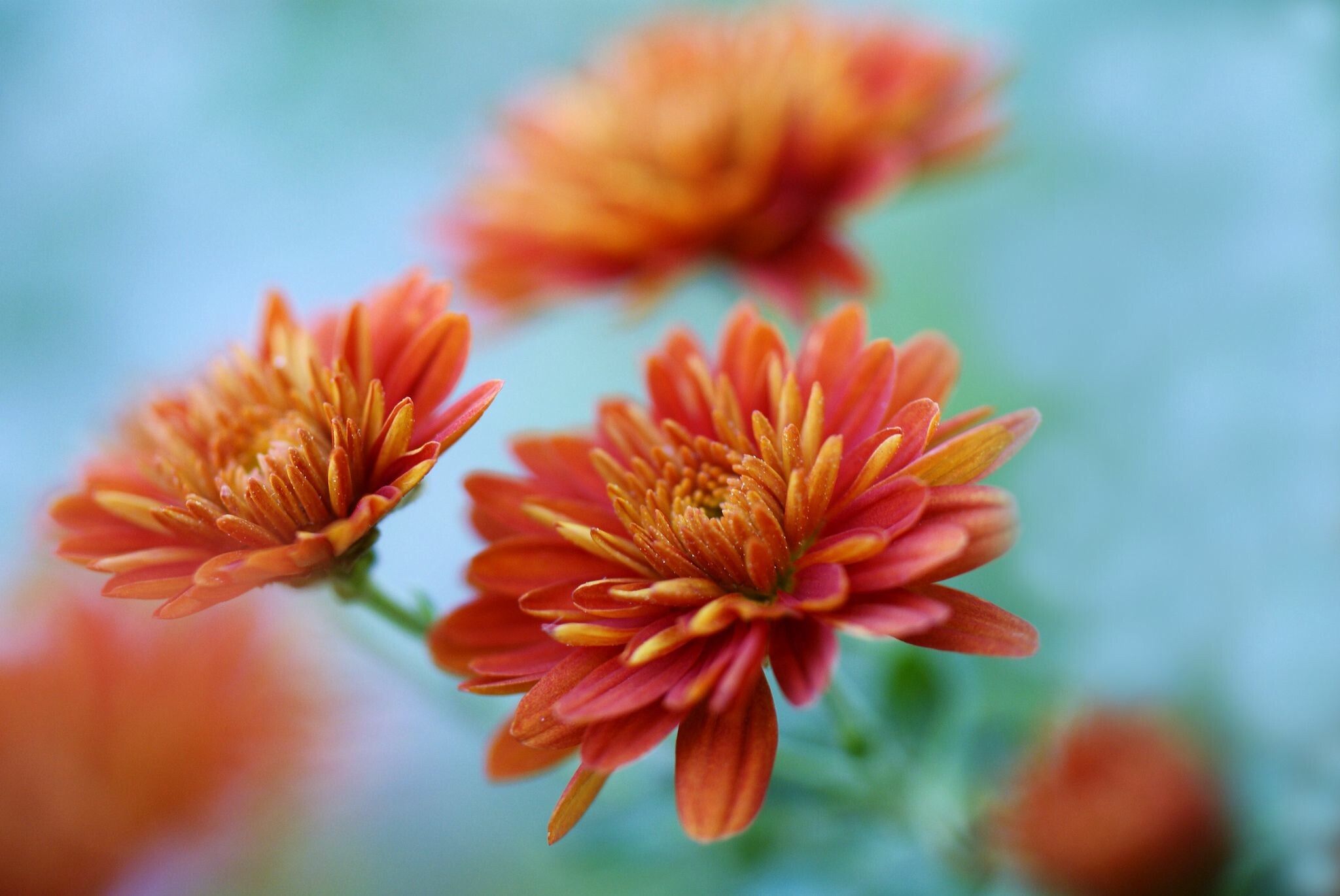 Krizantem violet wallpaper, Beautiful mauve petals, Vivid chrysanthemums, Nature's artistry, 2050x1380 HD Desktop