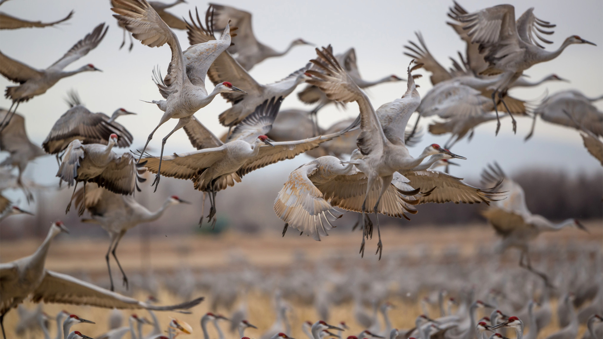 Sandhill crane wallpapers, Popular avian species, HD backgrounds, Wildlife photography, 1920x1080 Full HD Desktop