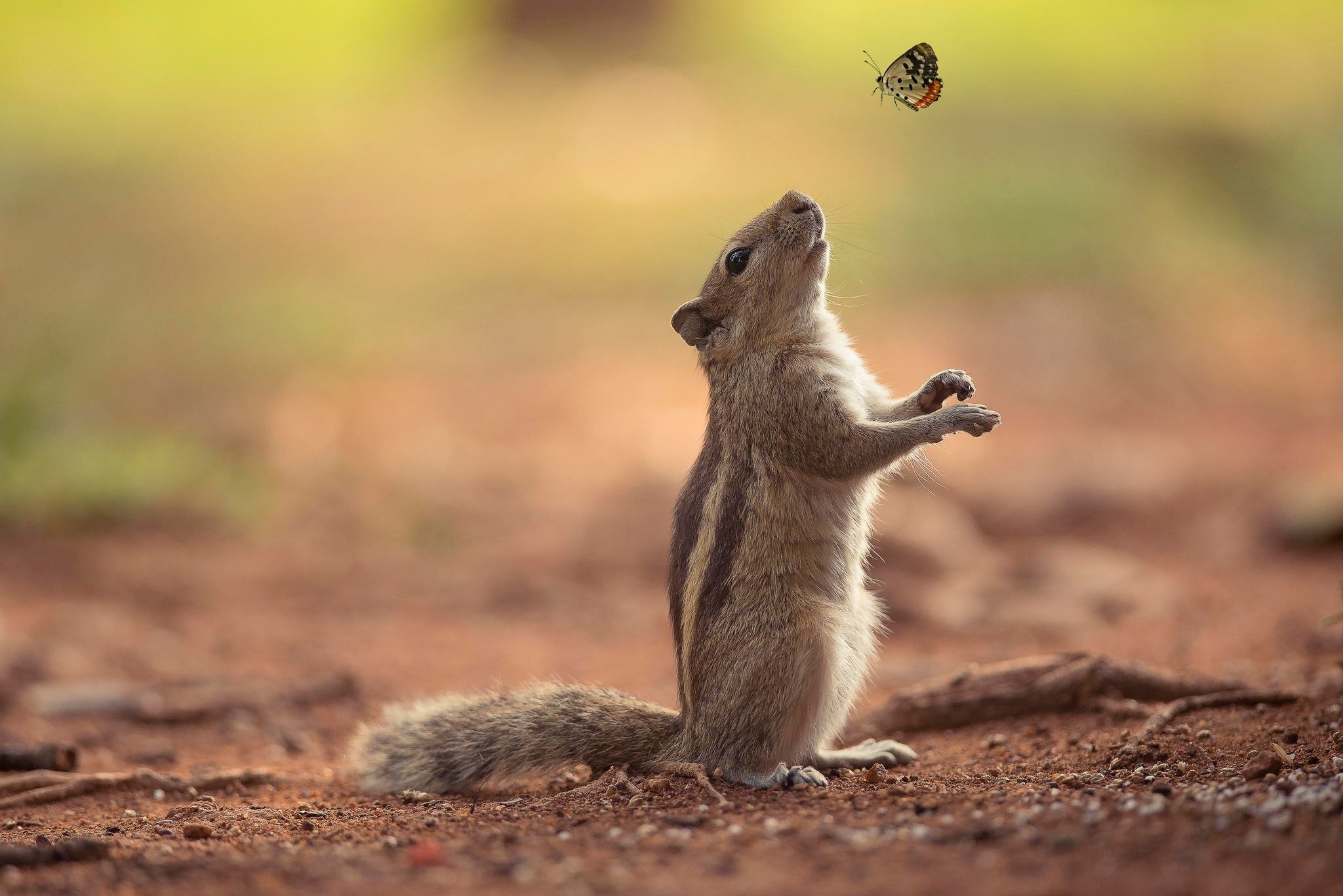 Chipmunk, Animals, Desktop, Wallpaper, 2050x1370 HD Desktop