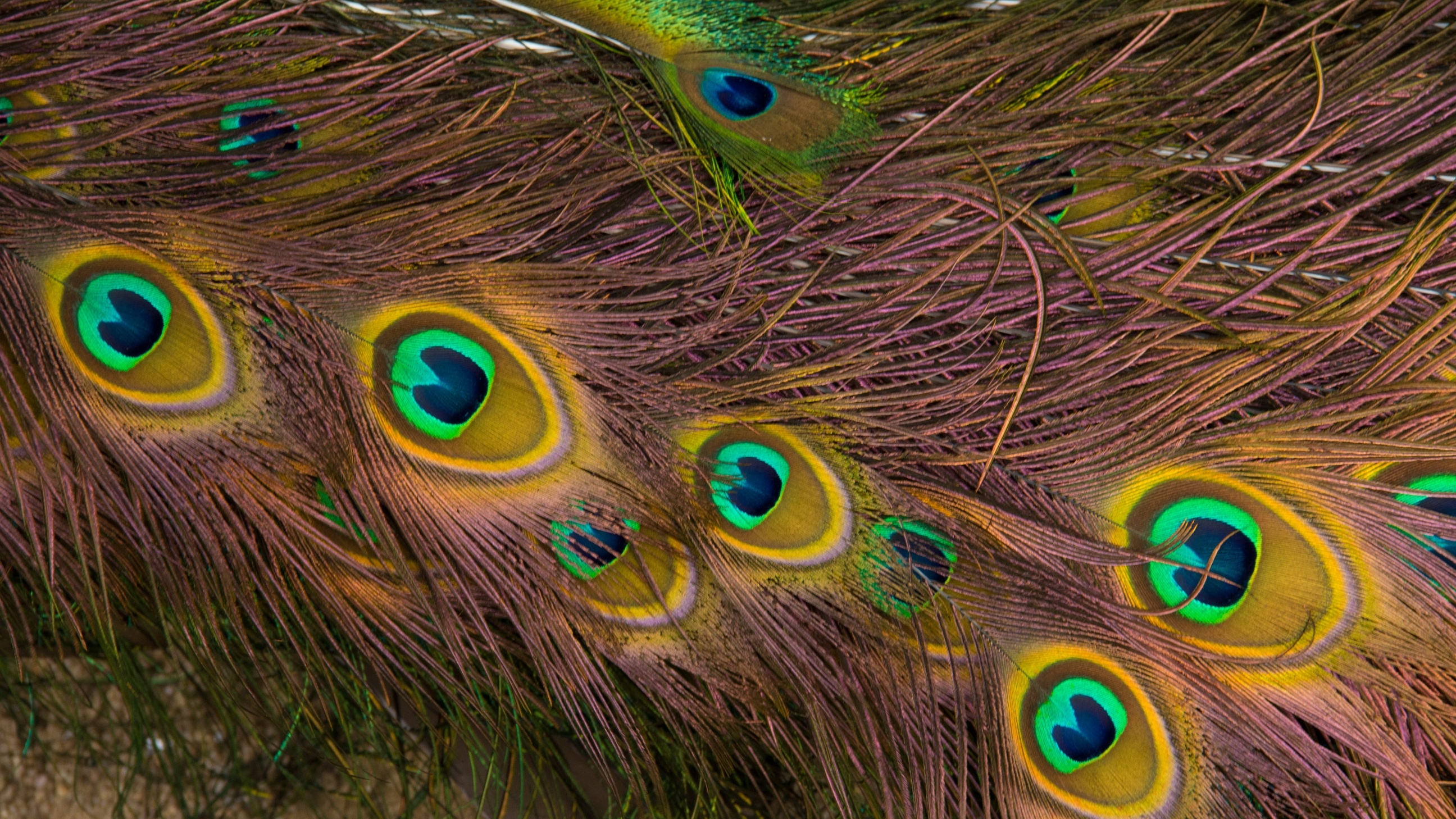 Indian peafowl feathers, Peacock feather eyespots, Iridescent plumage texture, HD Desktop wallpaper