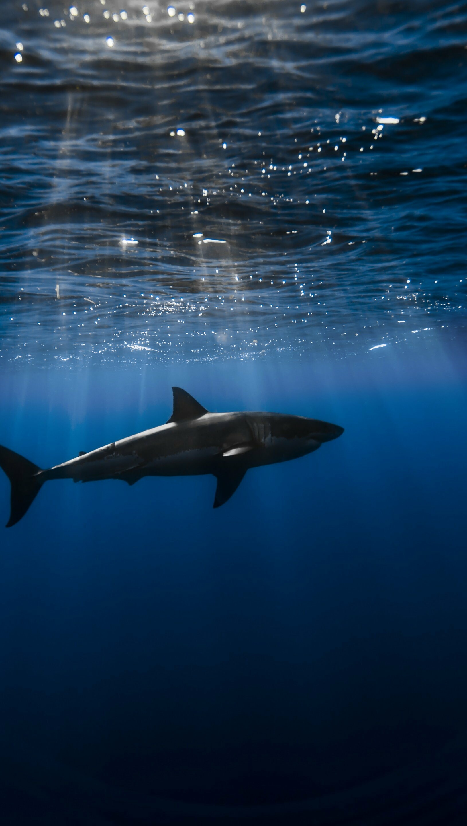Shark underwater, 5K ultra HD, 1630x2880 HD Phone