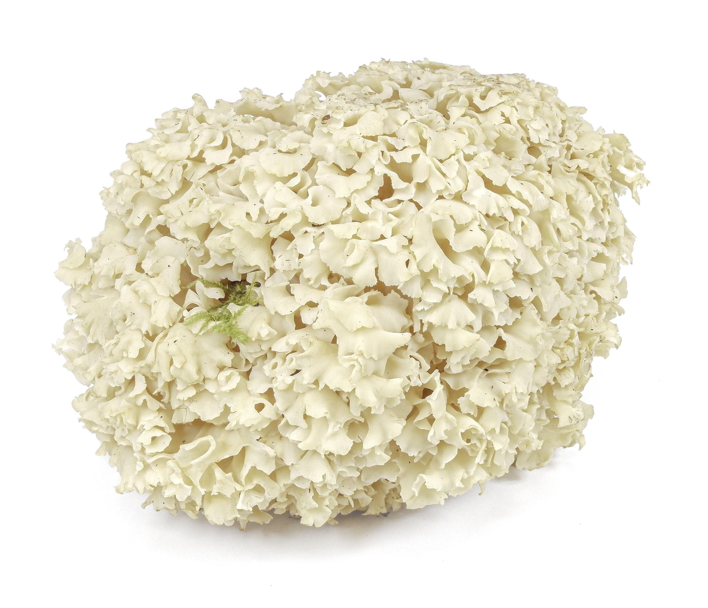 Fresh cauliflower mushrooms, West Coast Wild Foods, Food, 2330x2000 HD Desktop