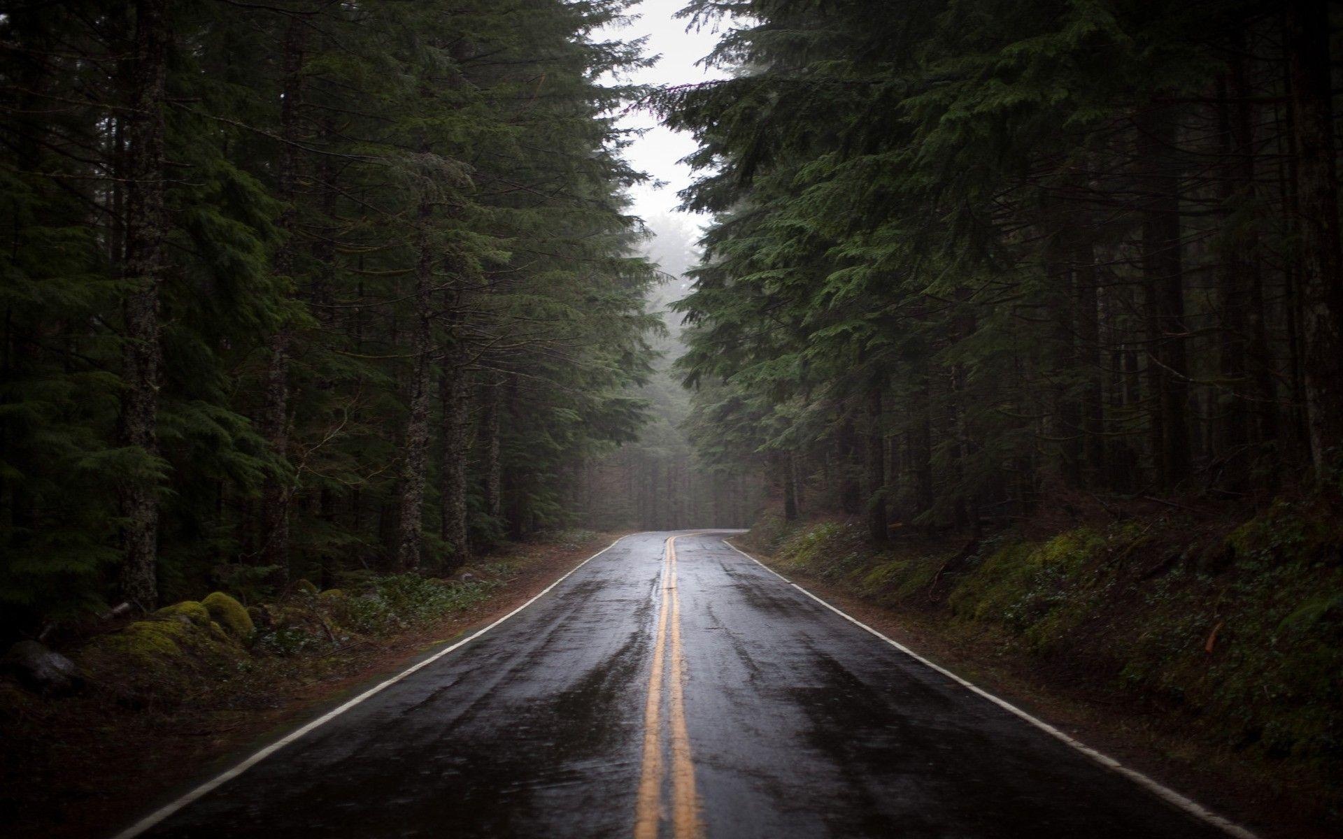 wet asphalt road, dense coniferous forest, double yellow lines, HD Desktop wallpaper