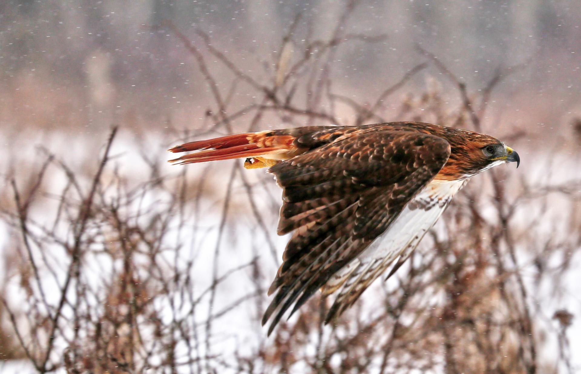 In-flight hawk, Red tailed hawk, Bap studio images, Animal medicine, 1920x1240 HD Desktop