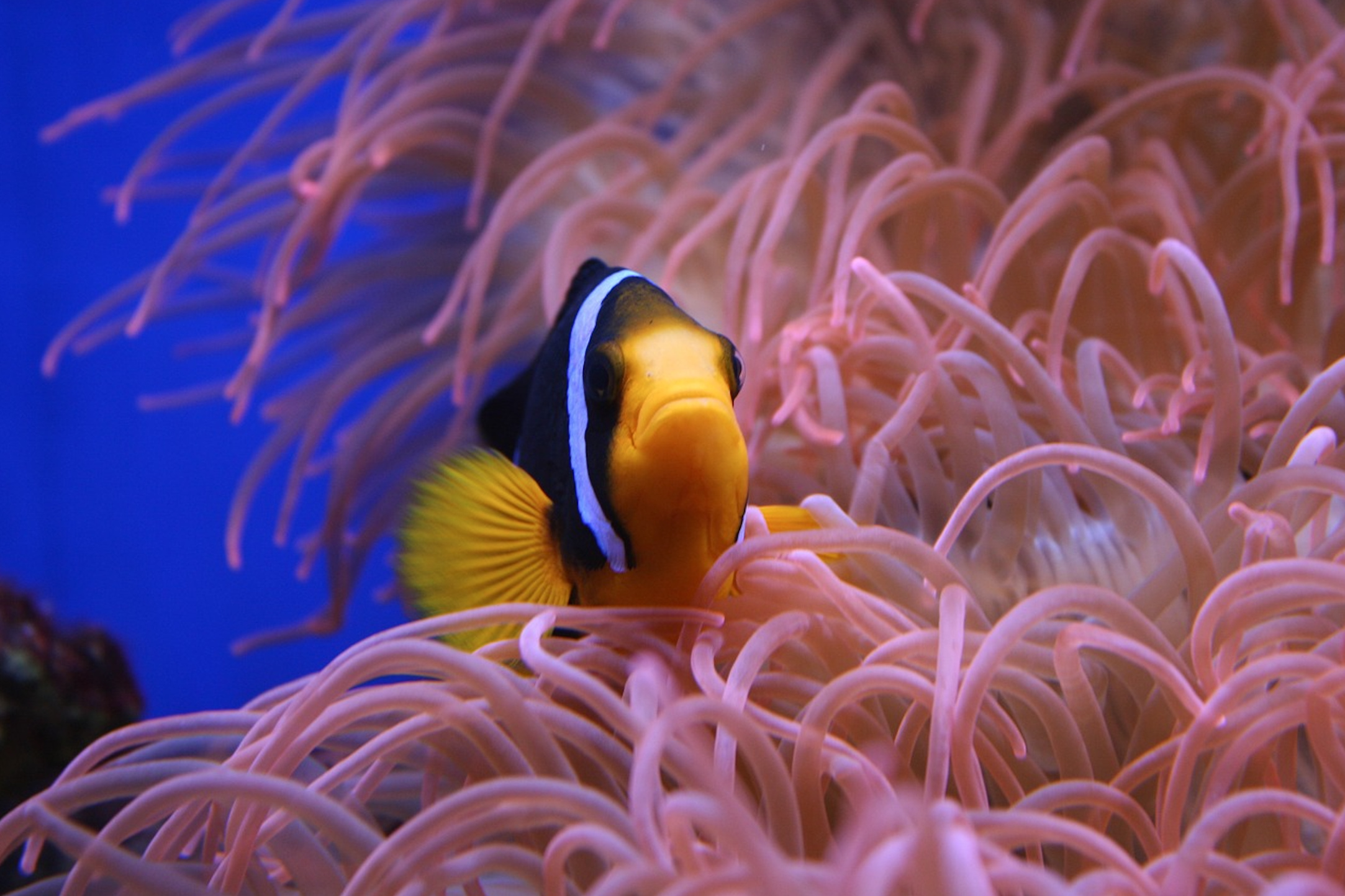 Clownfish, Rutgers, Vice,, 2170x1450 HD Desktop