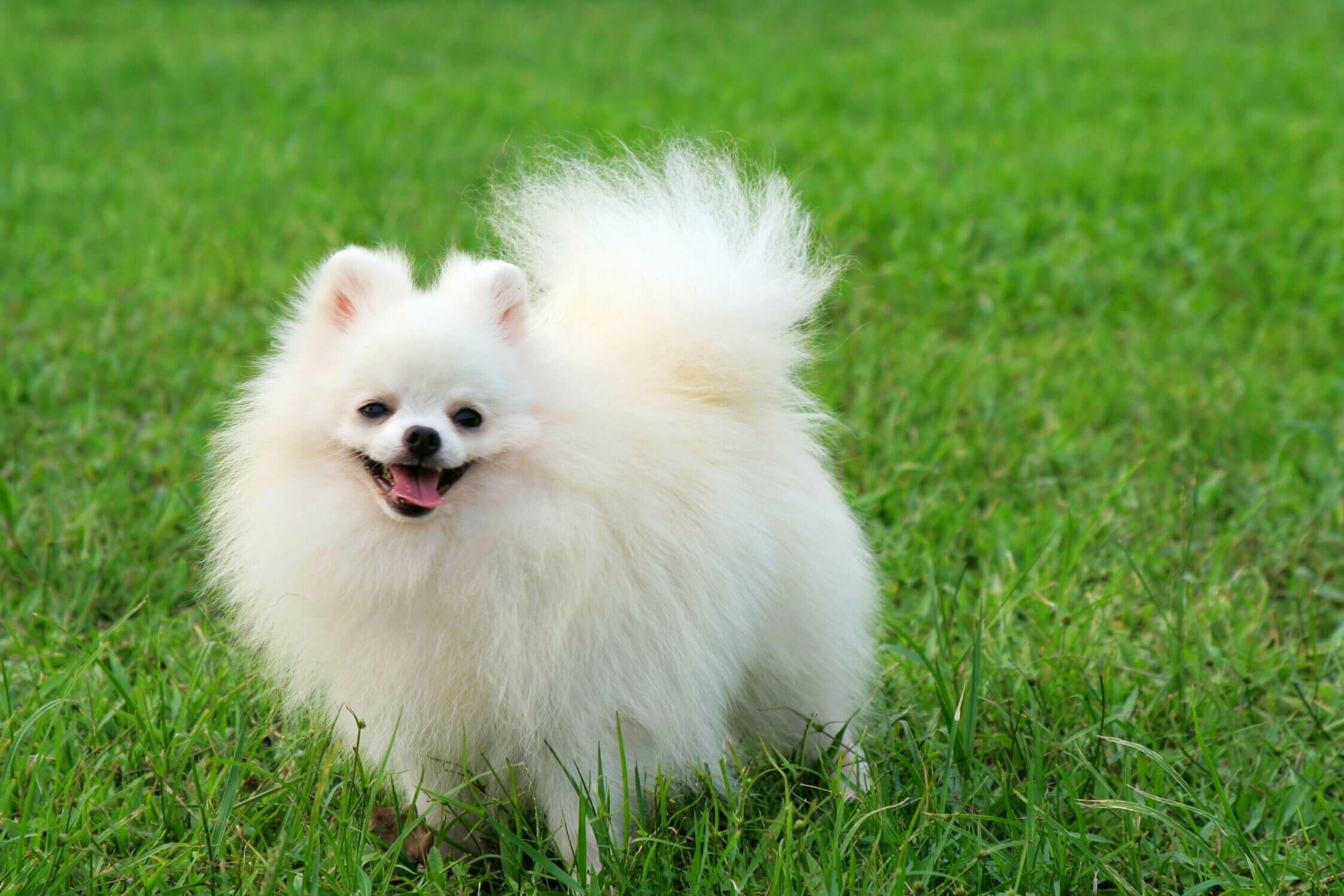 Pomeranian, HQ wallpapers, 4K resolution, Stunning animal pictures, 2250x1500 HD Desktop