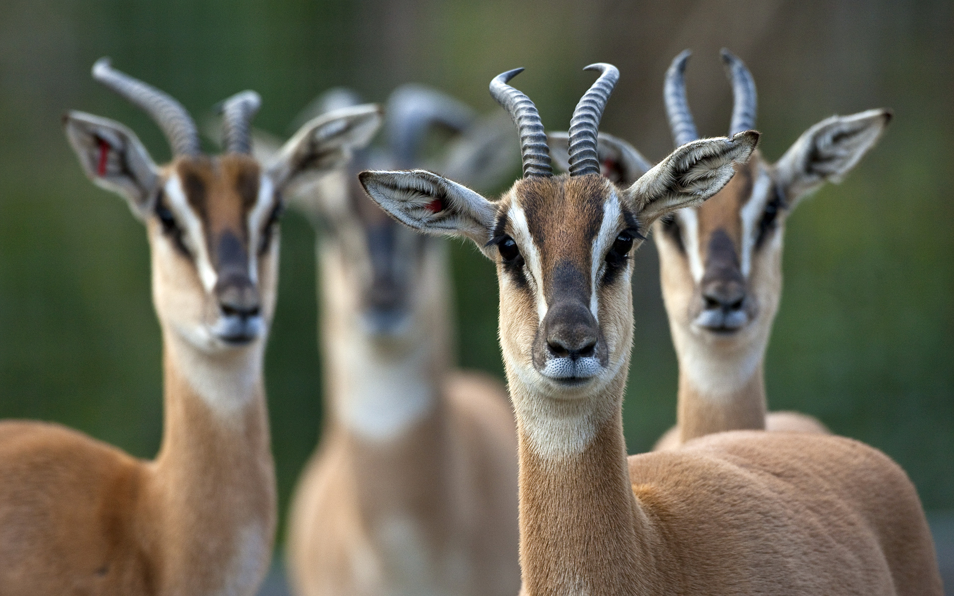 Antelope wallpaper, Graceful herbivores, African savannah, Nature's elegance, 1920x1200 HD Desktop