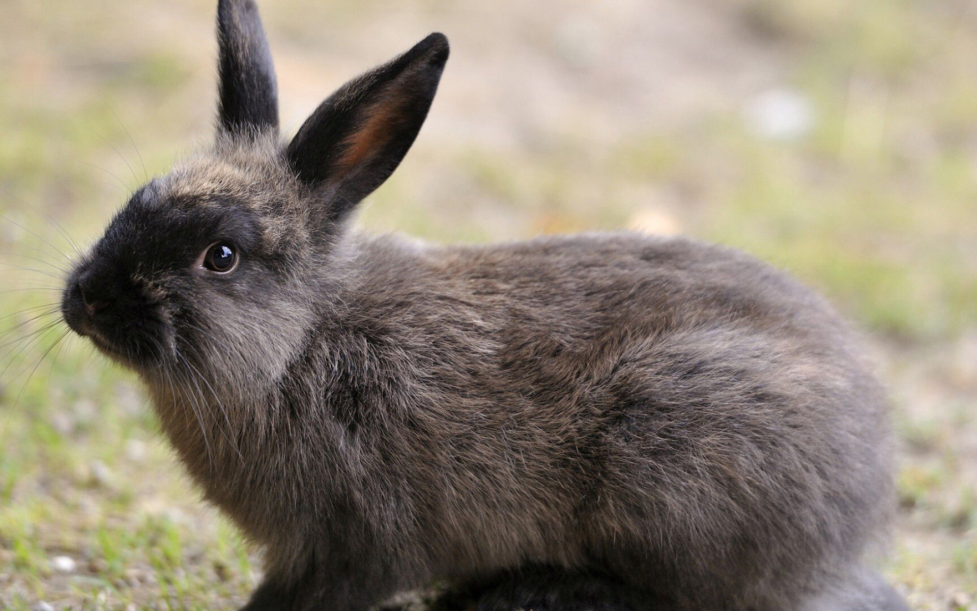 Alaska, Rabbits Wallpaper, 1920x1200 HD Desktop