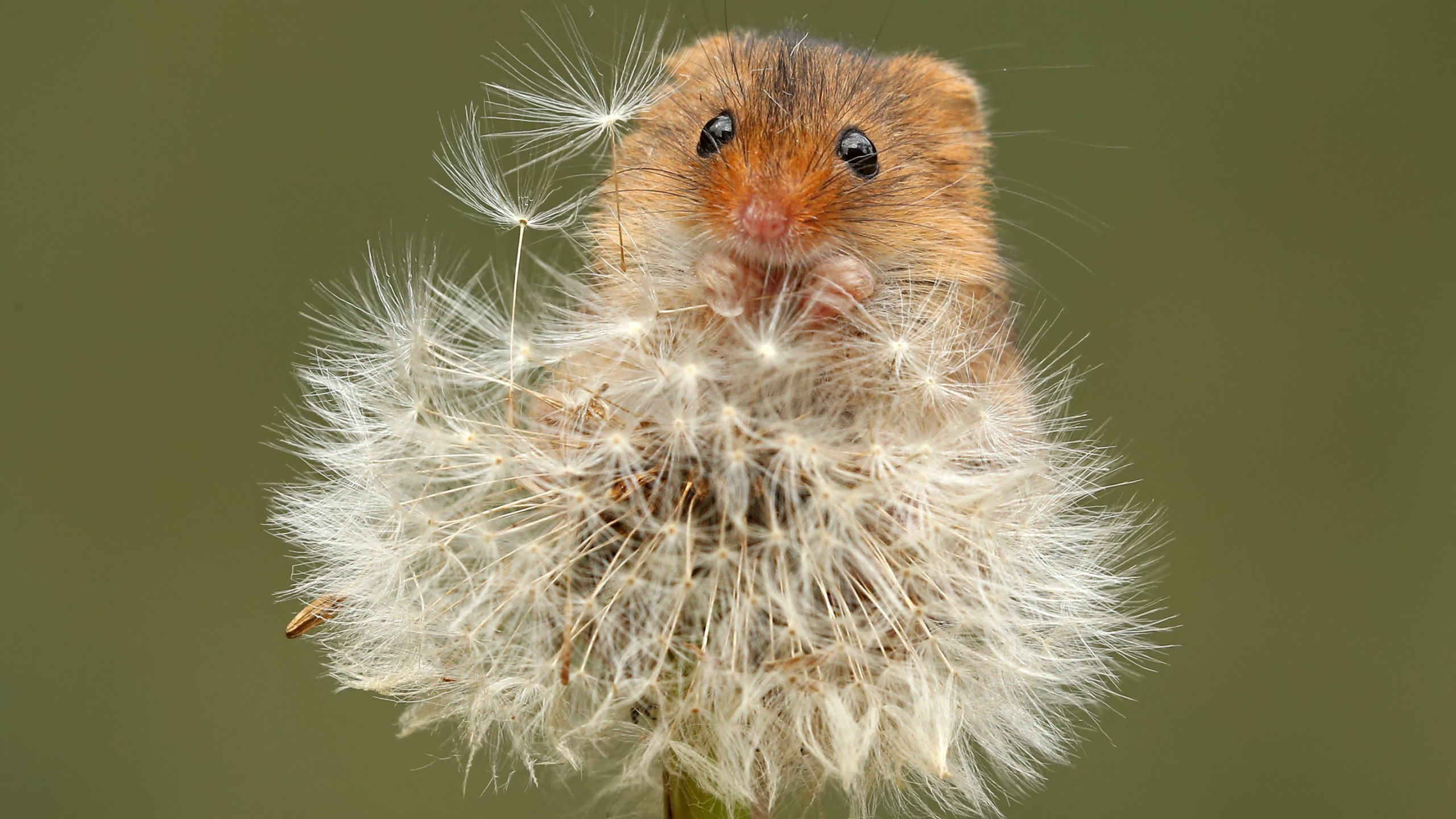 Mouse, small animal, cute rodent, nature photography, 2560x1440 HD Desktop