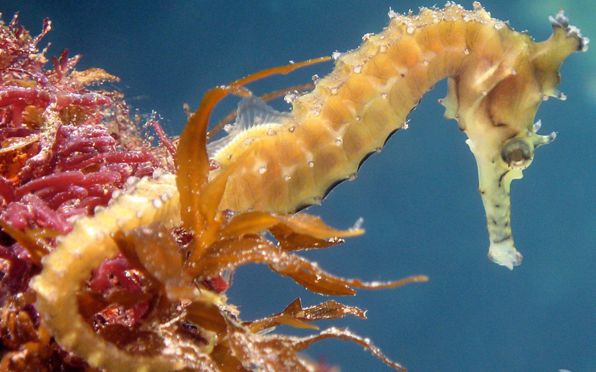 Seahorse, Pet birds, Live wallpapers, Animals, 1920x1200 HD Desktop