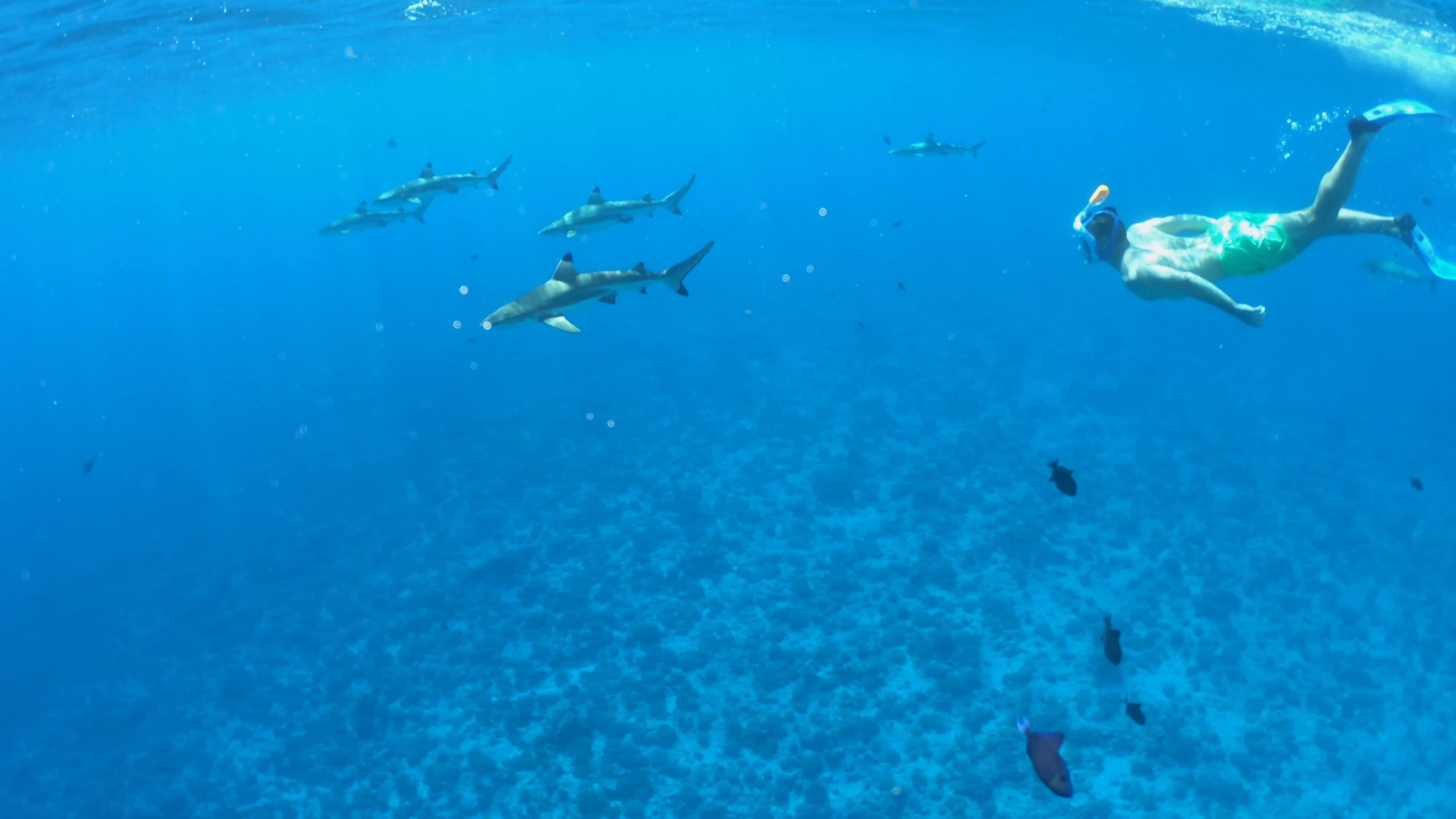 Snorkeling, Underwater Diving, Sharks, Bora Bora, 3840x2160 4K Desktop