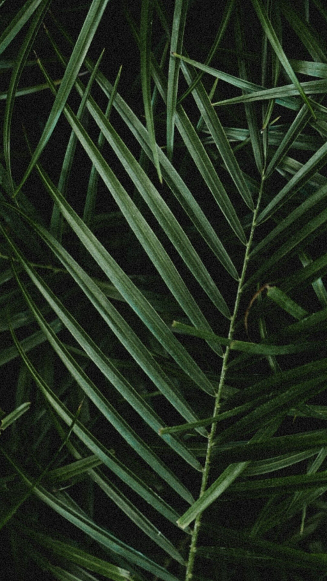 Palm leaves close-up, Tropical vibes, 1080x1920 Full HD Phone