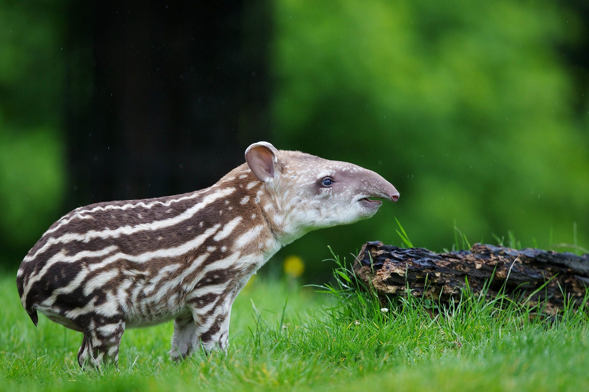 Tapir, Brazilian Tapir, Dublin Zoo, Zoo visit ideas, 2300x1540 HD Desktop