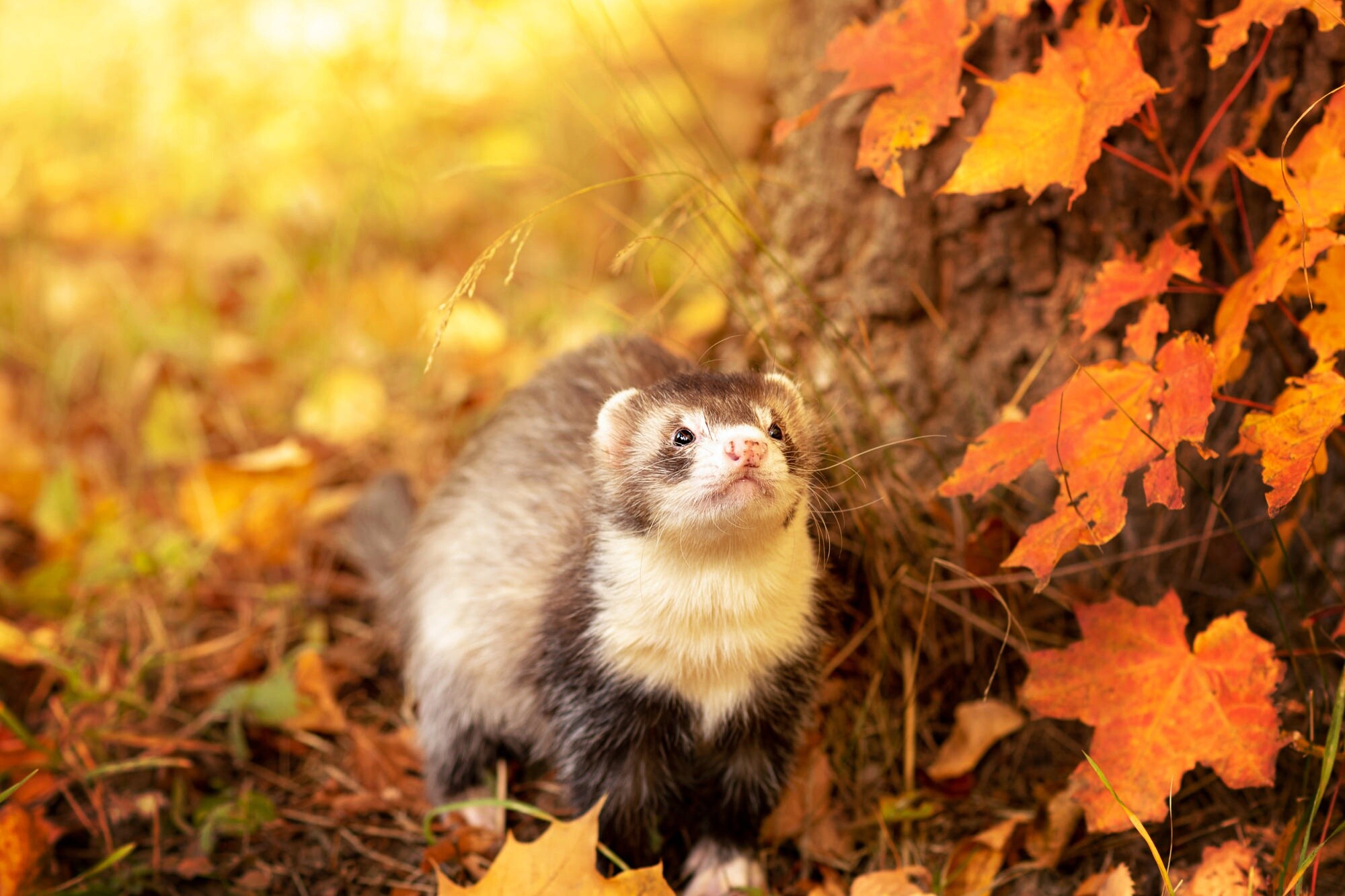 Ferret charm, Fluffy coat, Cute face, Lovely creature, 2000x1340 HD Desktop