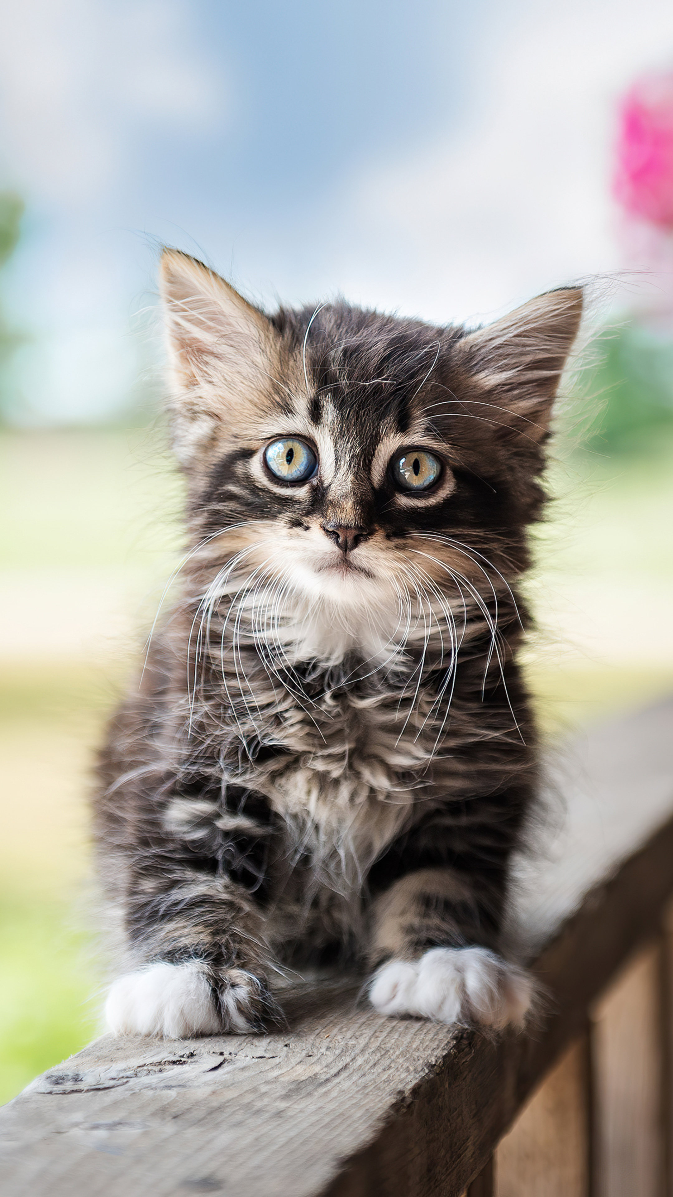 Cute Cat, Sony Xperia, High Resolution, Adorable, Paws, 4K Phone wallpaper