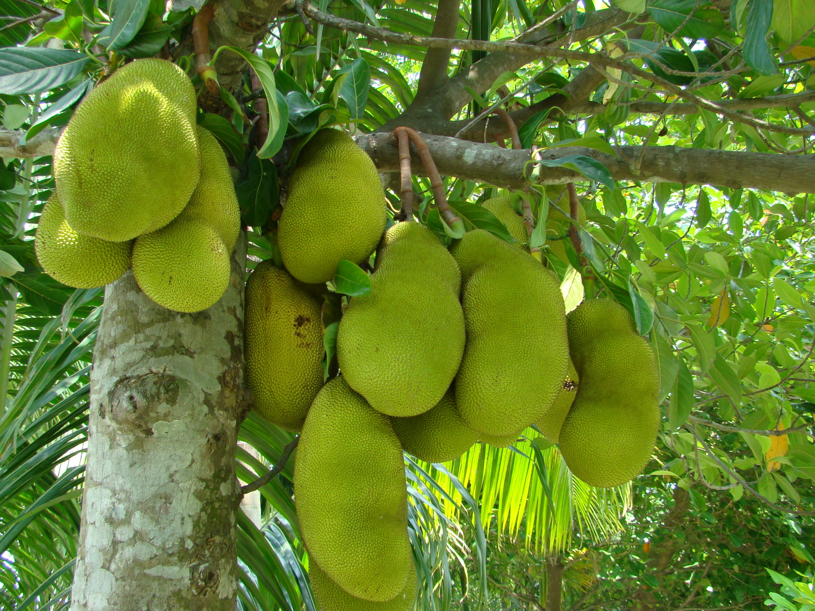 Jackfruit wallpapers, Stunning visuals, Tropical fruit, Background beauty, 2600x1950 HD Desktop