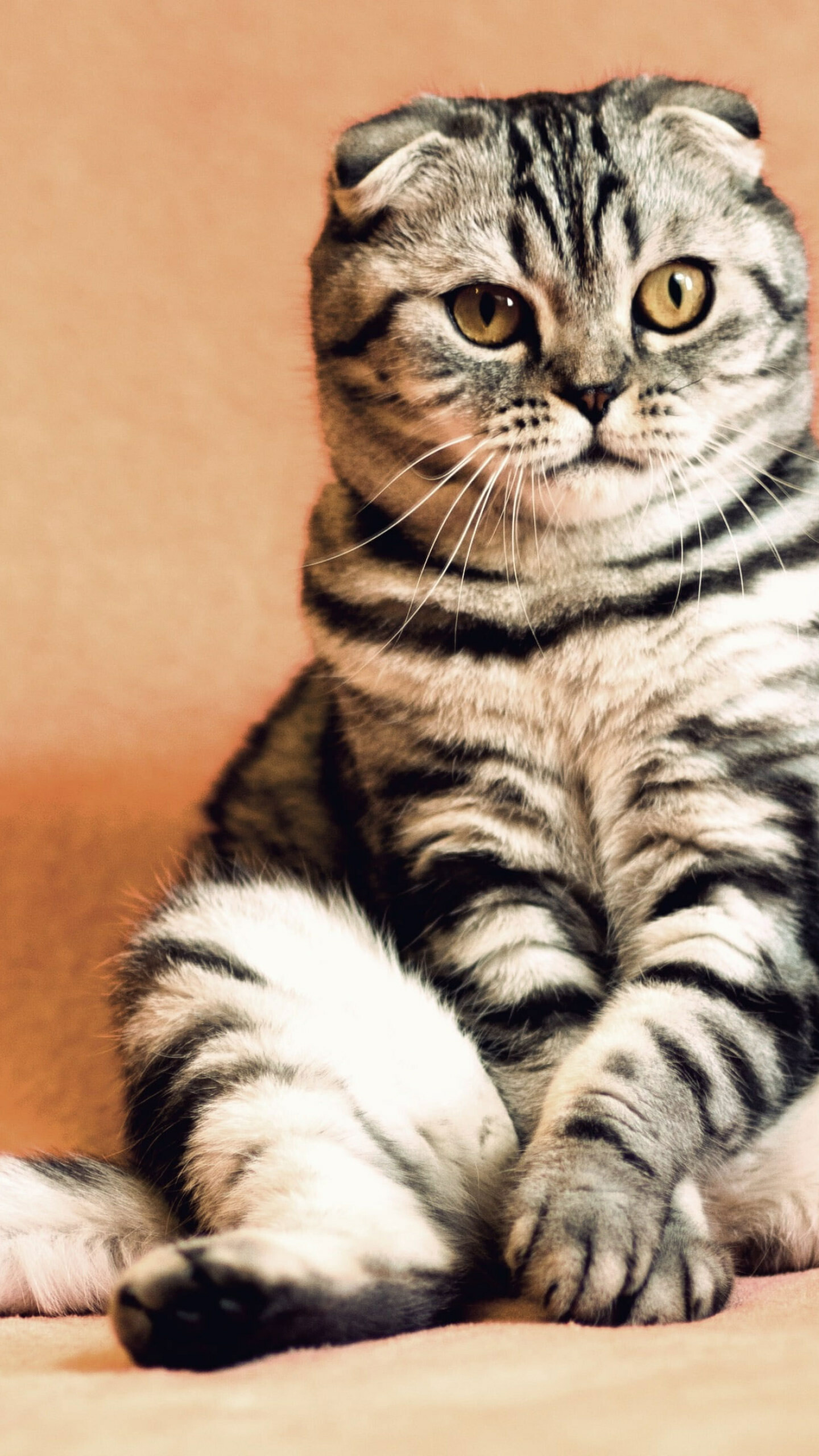 Scottish Fold, Gray and black cat, Funny mammal, Cool wallpaper, 1440x2560 HD Phone
