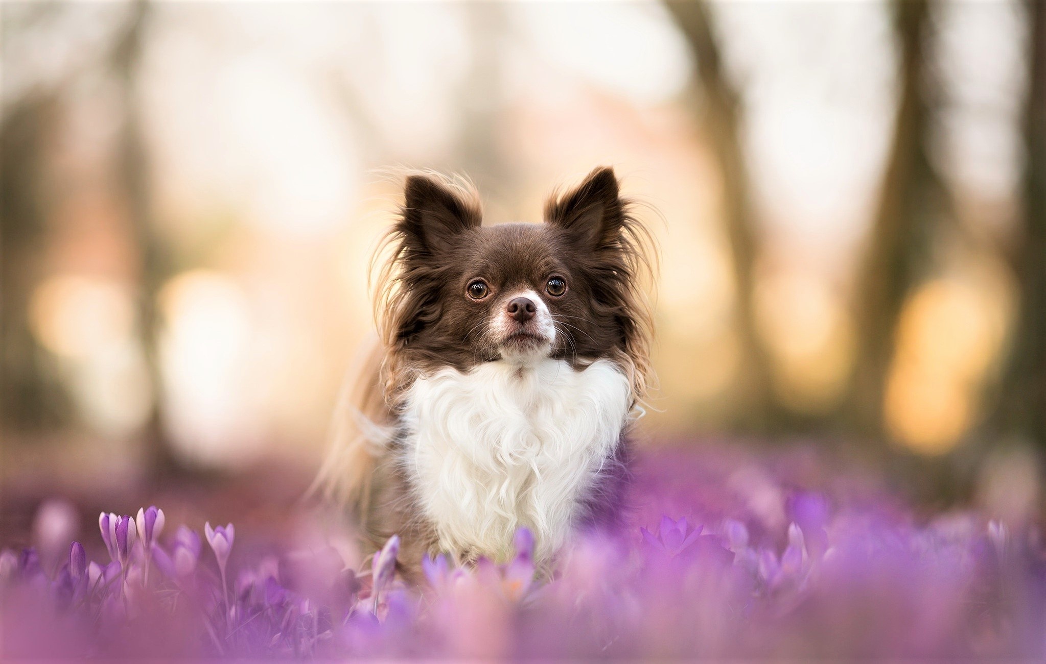 Long haired chihuahua, Fluffy companion, Cute and cuddly, Adorable pet, 2050x1310 HD Desktop