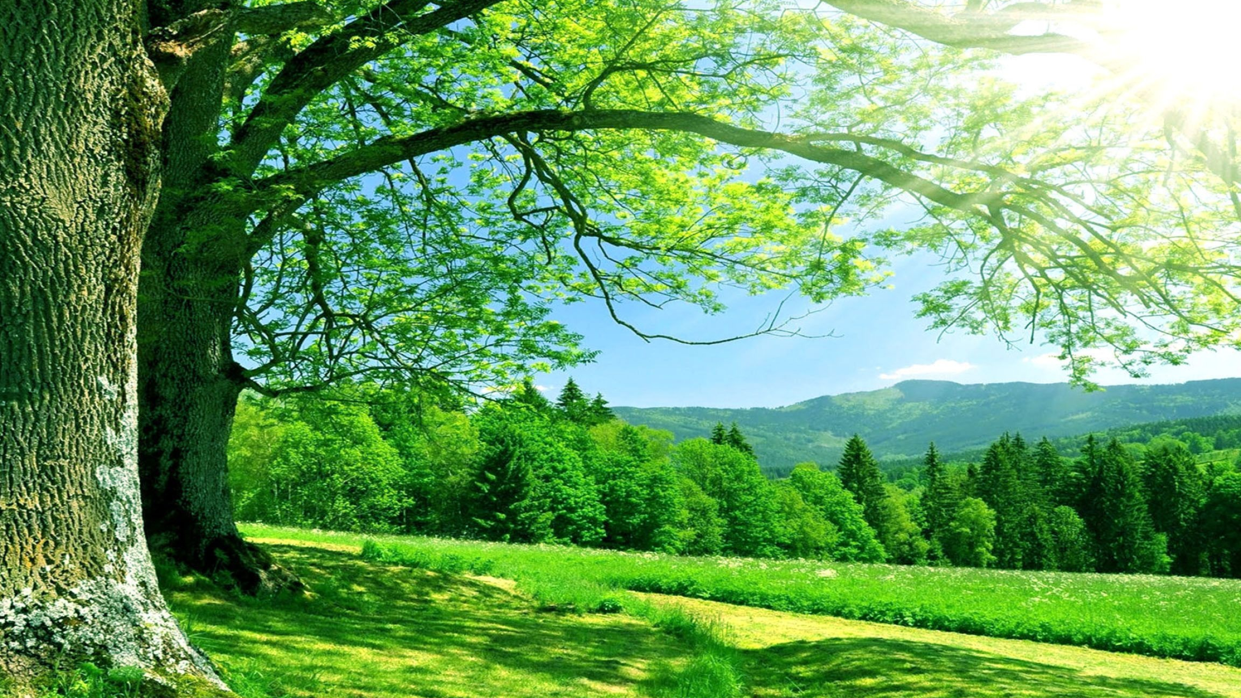 sunlit leafy tree canopy, lush green mountain meadow, dense pine forest hills, HD Desktop wallpaper