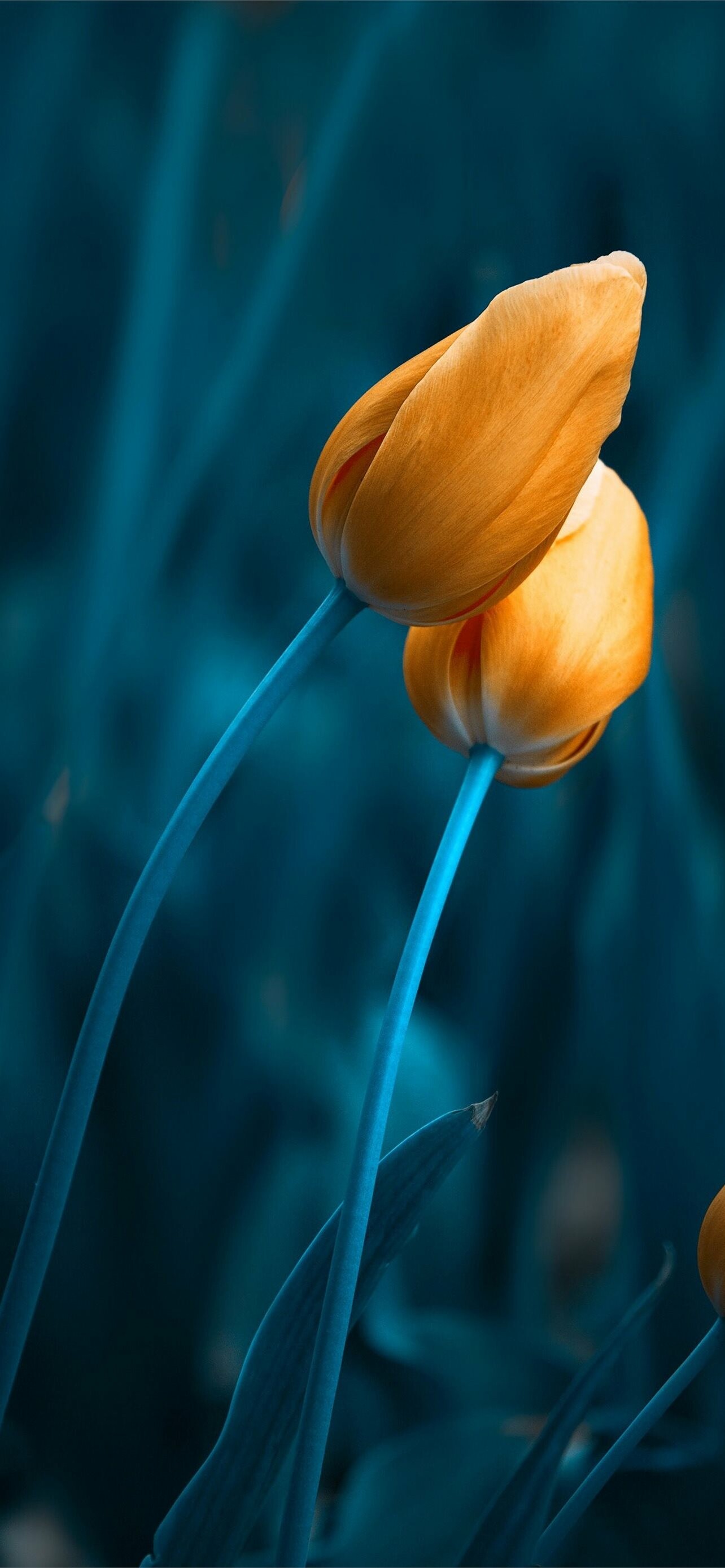 Tulip elegance, iPhone wallpapers, Stunning and vibrant, Nature's masterpiece, 1290x2780 HD Phone