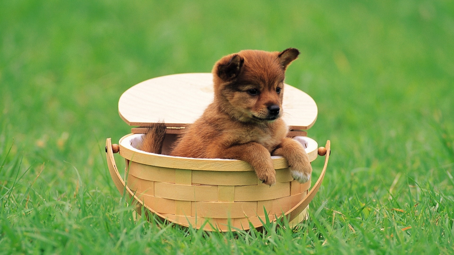 Fluffy brown puppy, Woven wooden picnic basket, Lush green grass, Full HD Desktop wallpaper