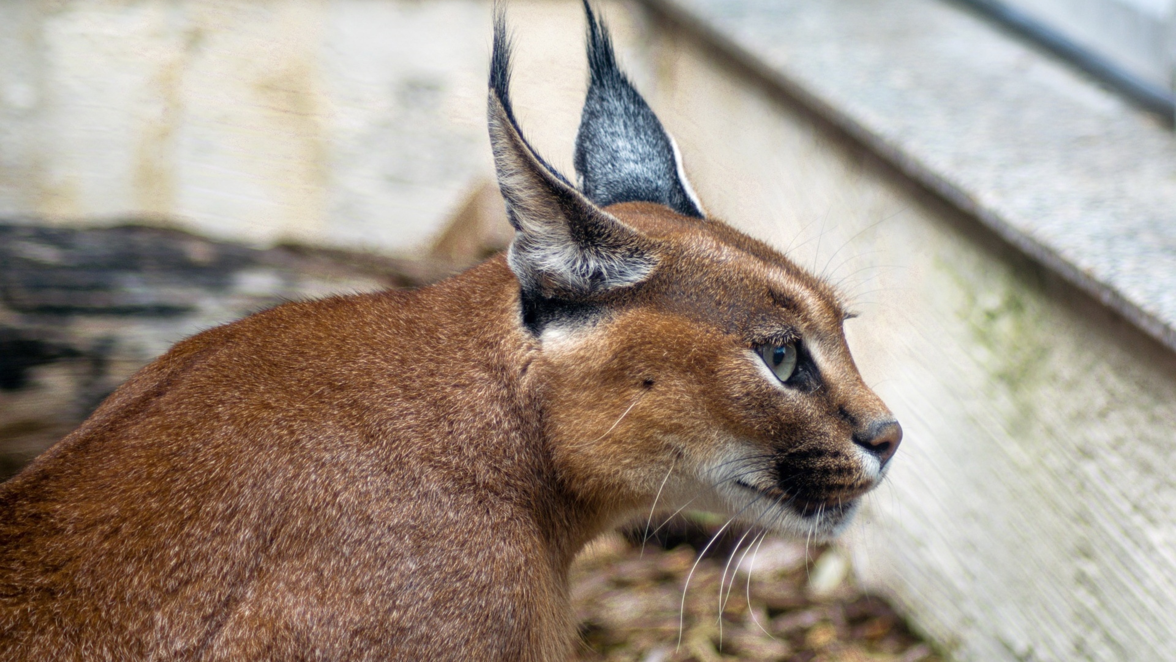 Caracal, Gatto, HD, WUXGA, 3840x2160 4K Desktop