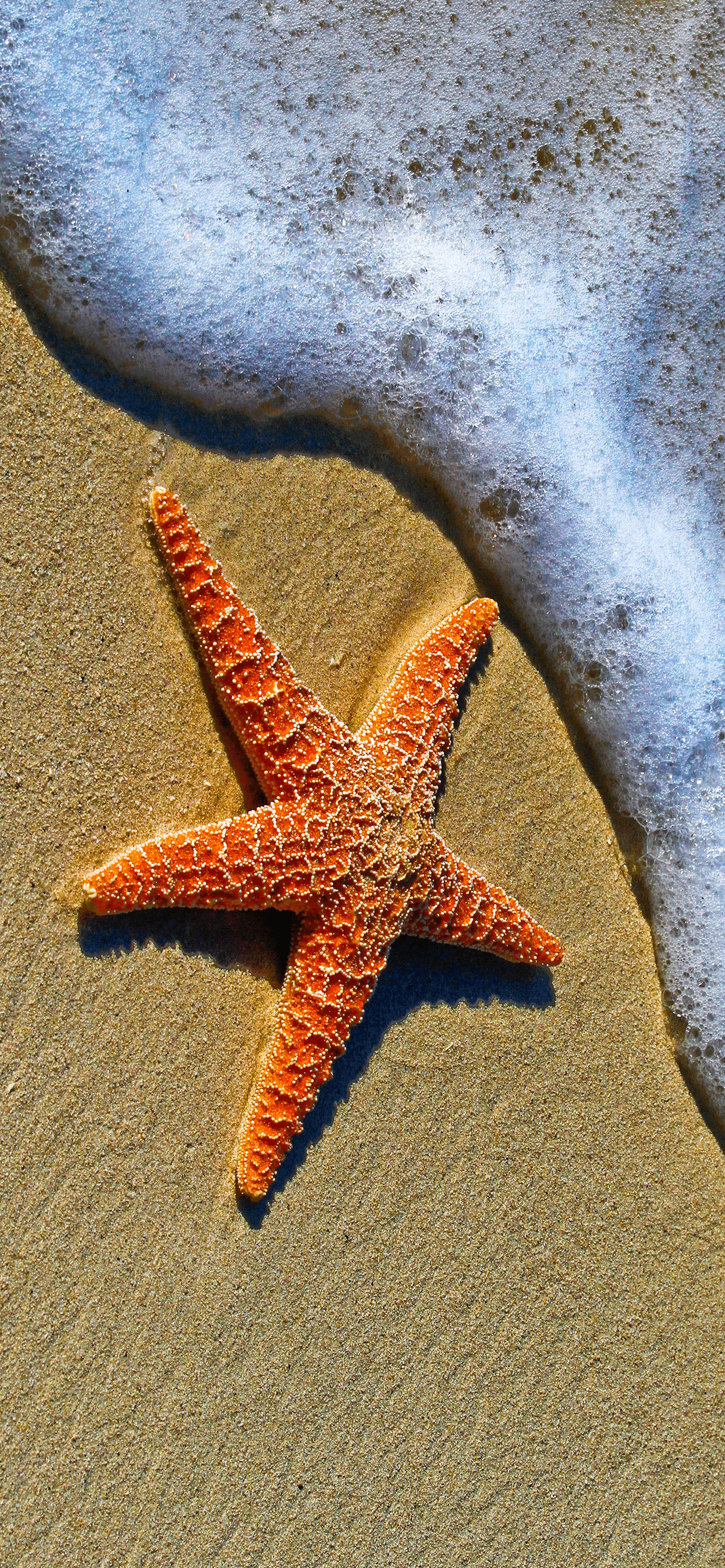 Starfish beach iPhone wallpapers, Oceanic phone backgrounds, Tropical marine aesthetics, Beach vacation vibes, 1250x2690 HD Phone