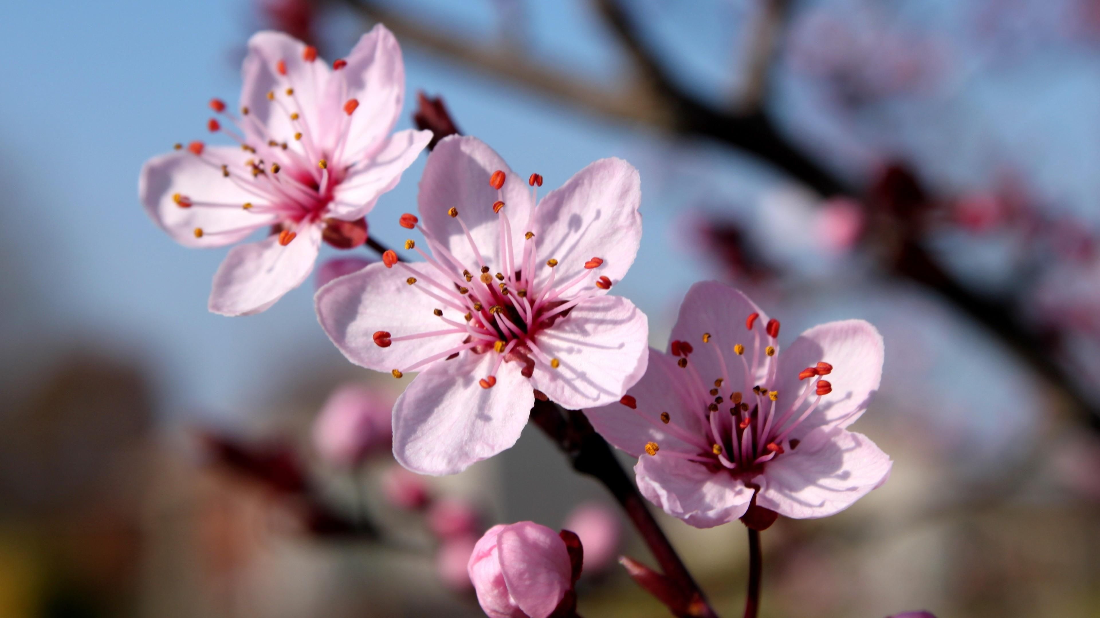 Pink cherry blossom flowers, Slender tree branch, Unopened flower bud, 4K Desktop wallpaper