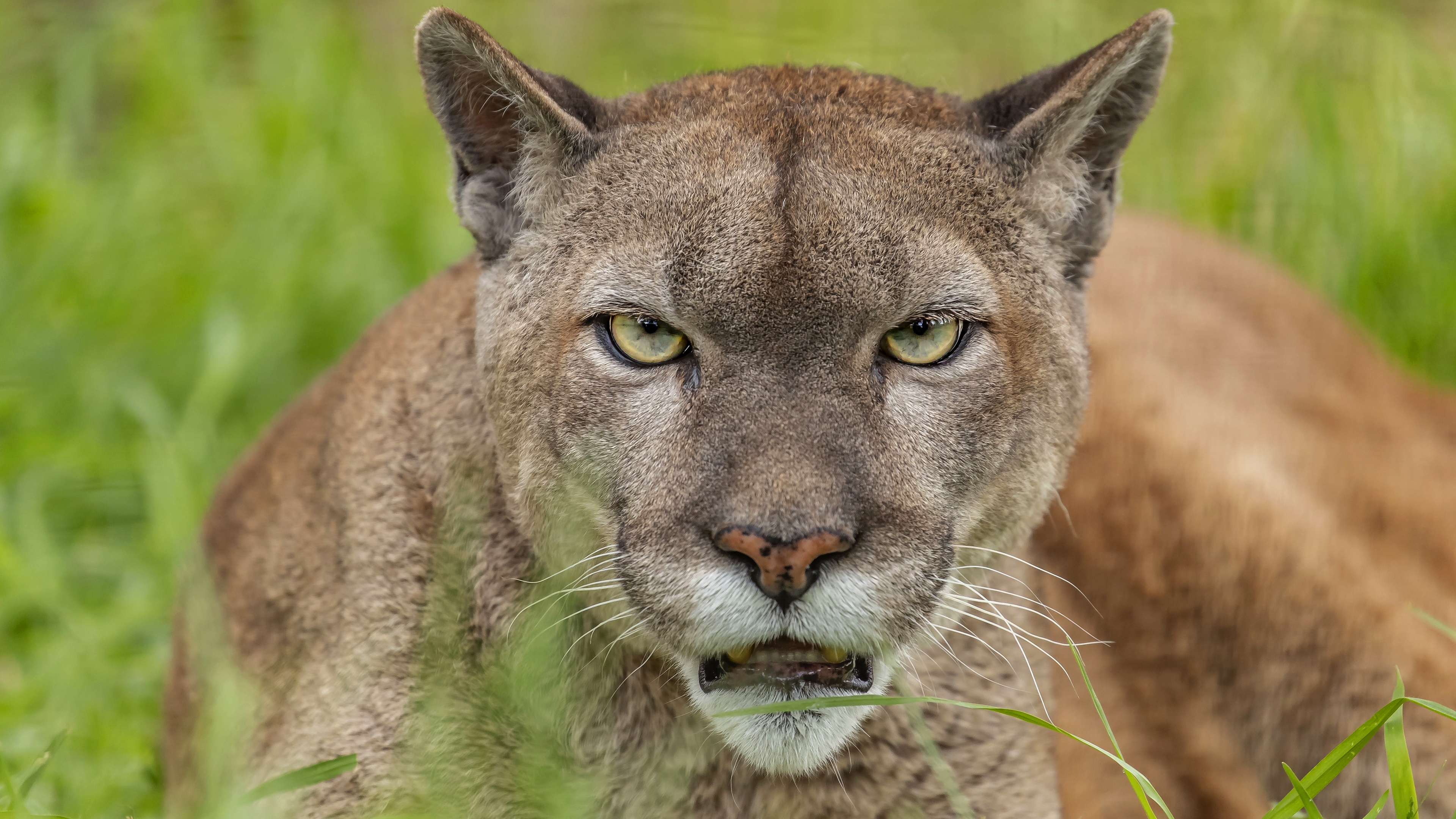 Exquisite puma, Graceful movements, Enigmatic beauty, Striking presence, 3840x2160 4K Desktop