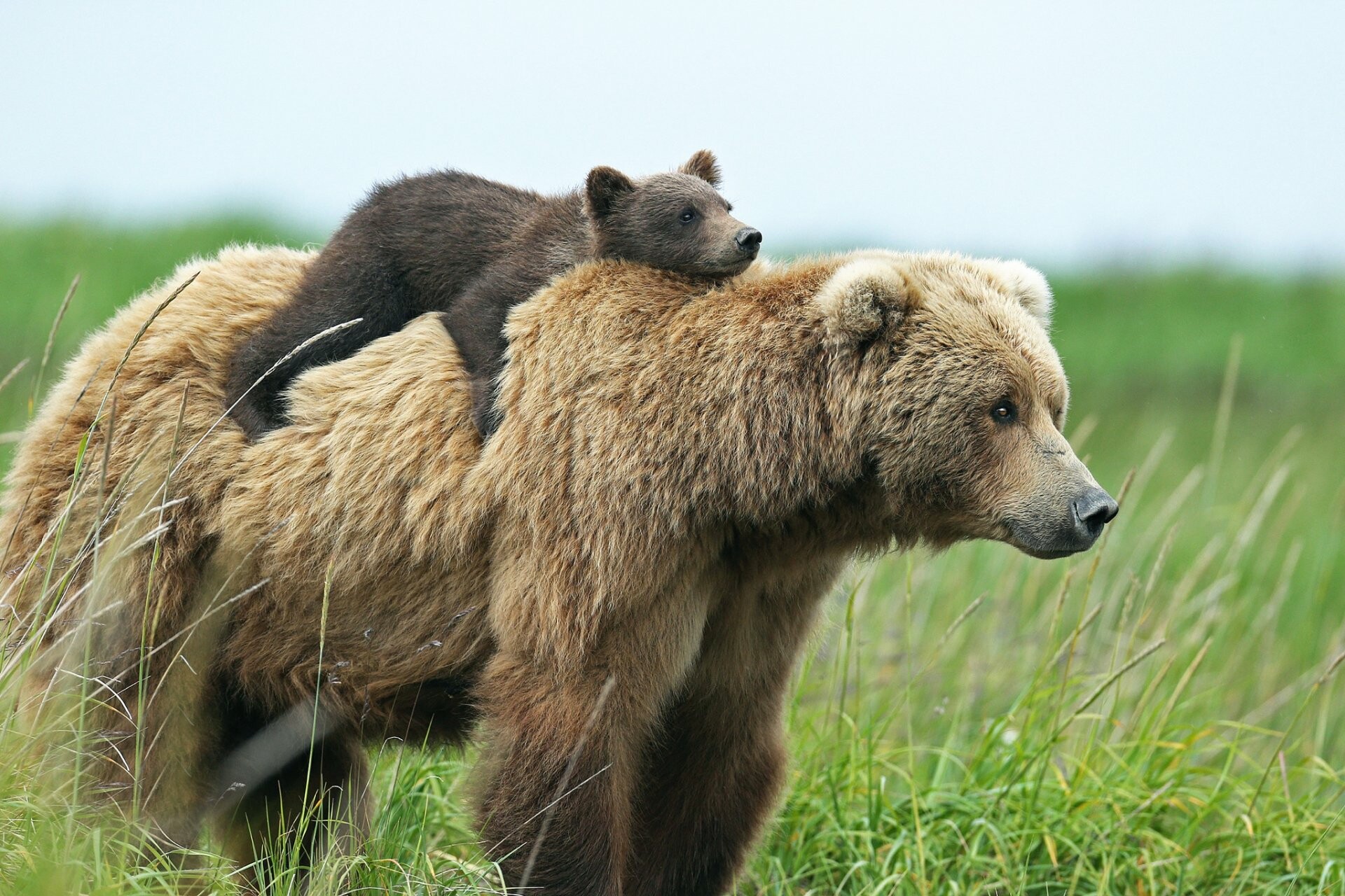 Brown bear, HD wallpapers, Nature background, Wildlife photography, 1920x1280 HD Desktop