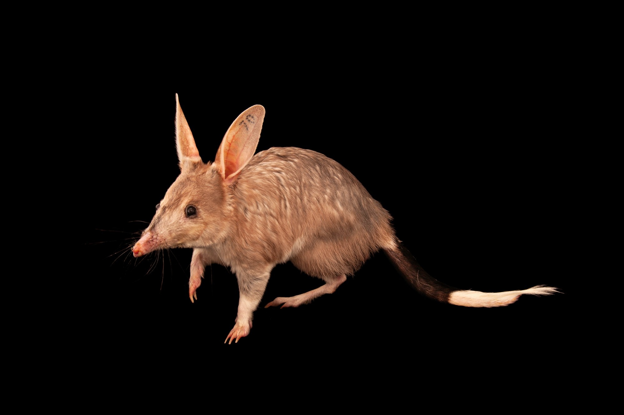 Macrotis (Bilby), Joel Sartore wildlife photography, Greater bilby portrait, Ani051 00244, 2000x1330 HD Desktop