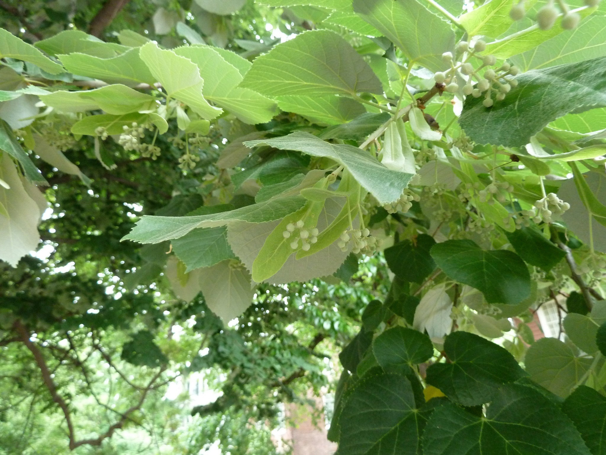 Linden Tree, hummeln, unter linden, nzz, 2050x1540 HD Desktop