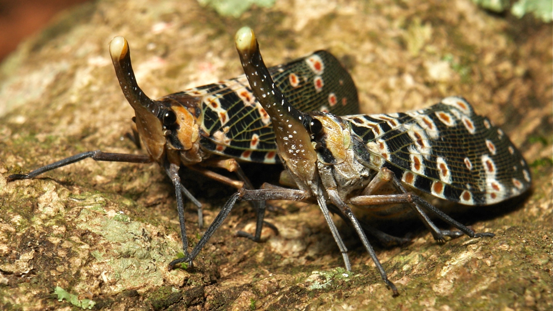 Pyrops, Insects Wallpaper, 1920x1080 Full HD Desktop